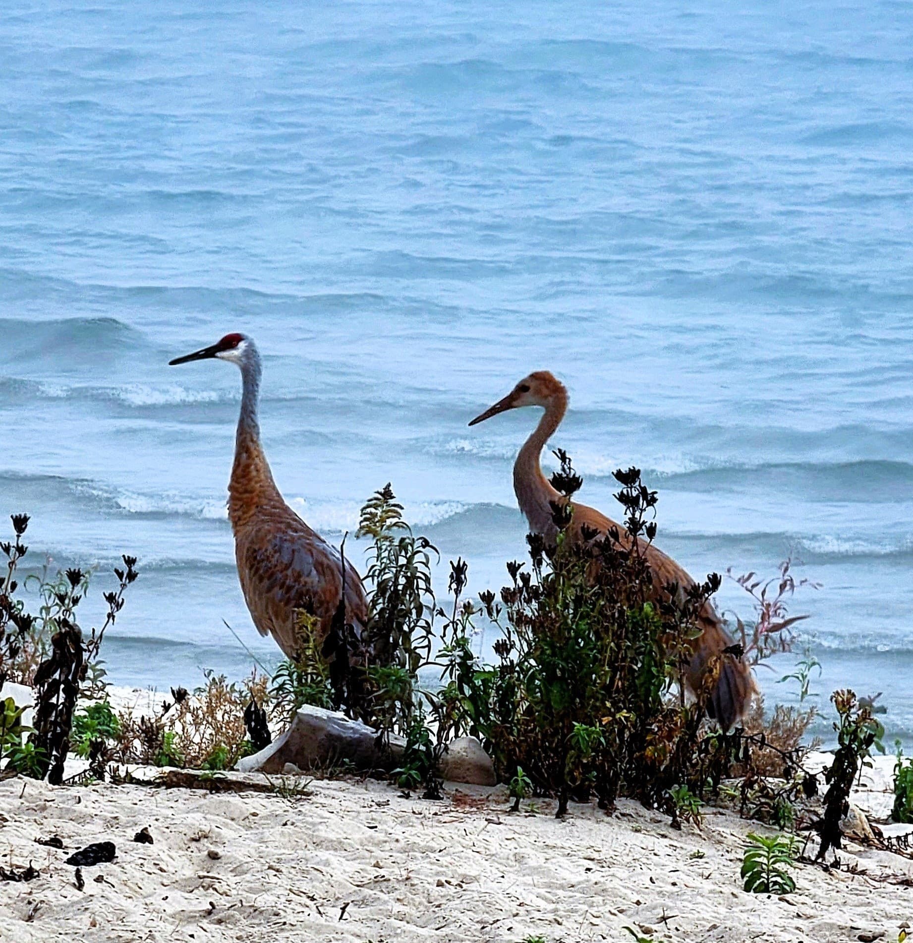 Watch the beautiful Sandhill Cranes make their daily visit on our beach