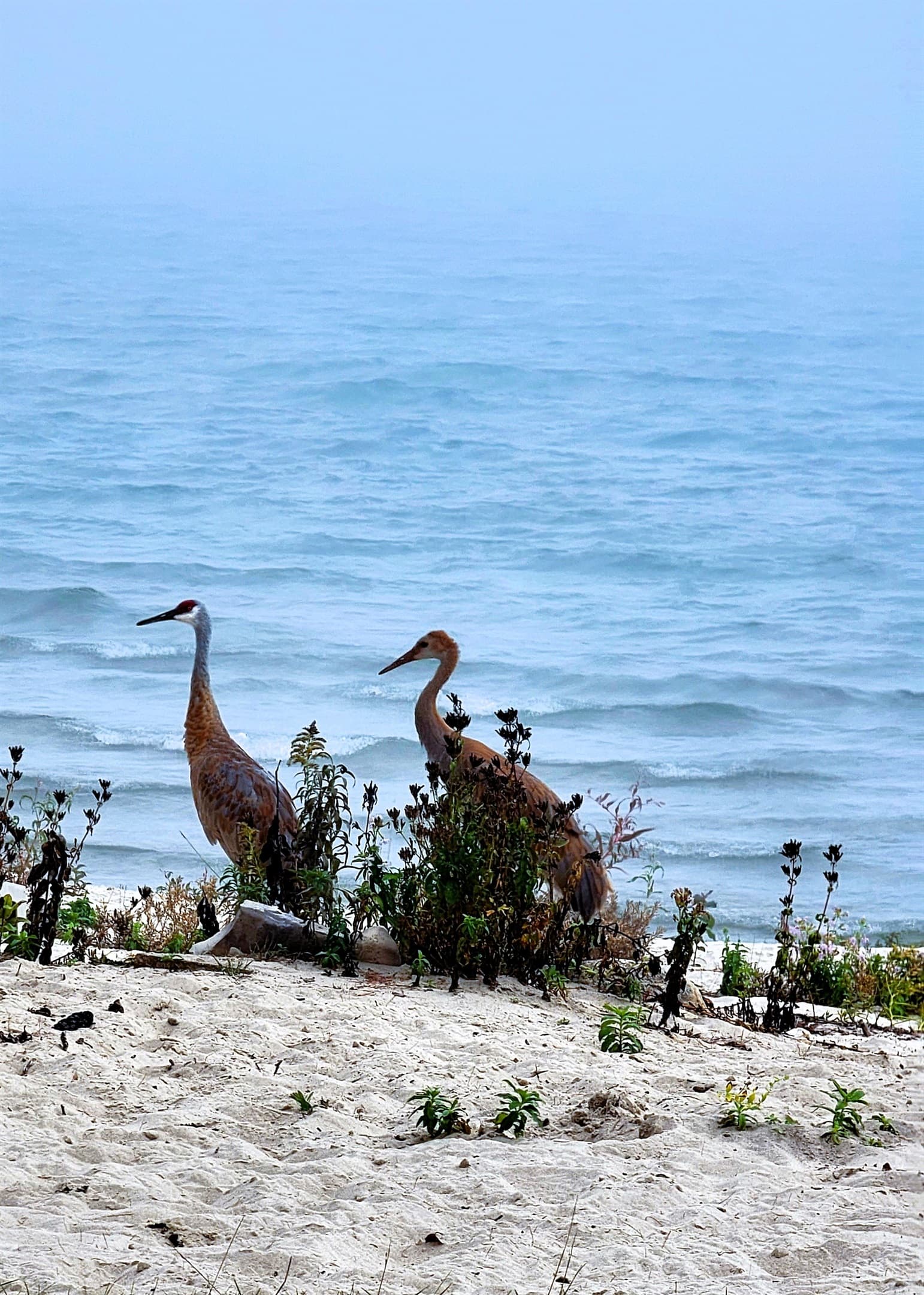 The cranes that make a daily visit on the beach and in our yard when they are not nesting and caring for their young. Cranes arrive like clock work on March 28th every year