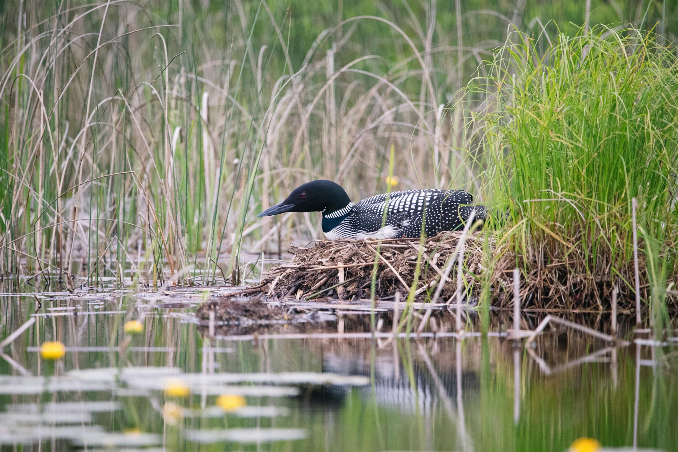 Loons and other birdwatching in the area