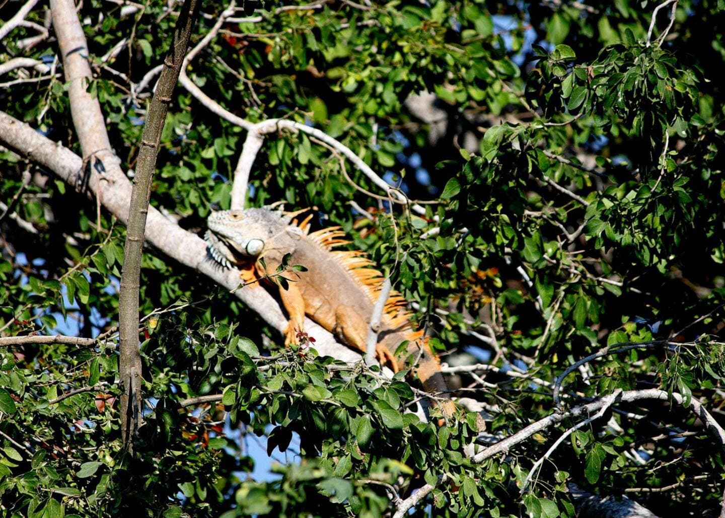 Several iguanas are seen roaming through the property of Casa Sonadora.