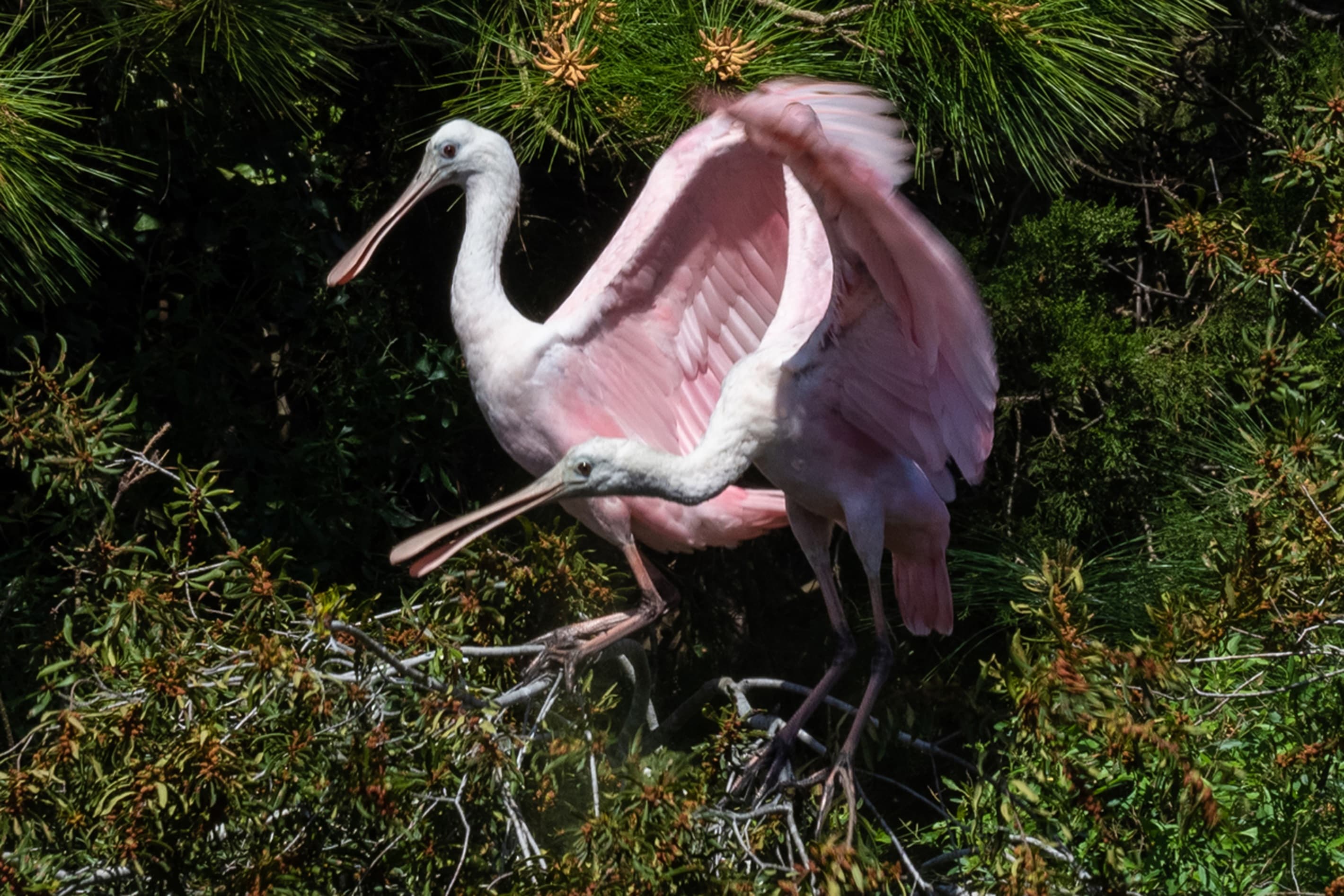 Local wildlife adds charm to your walks.