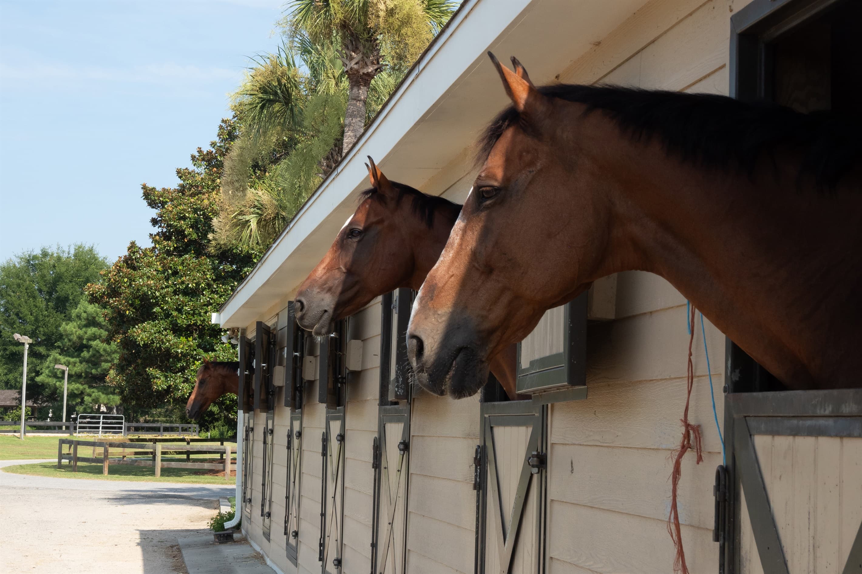 Gentle horseback moments along the trail.