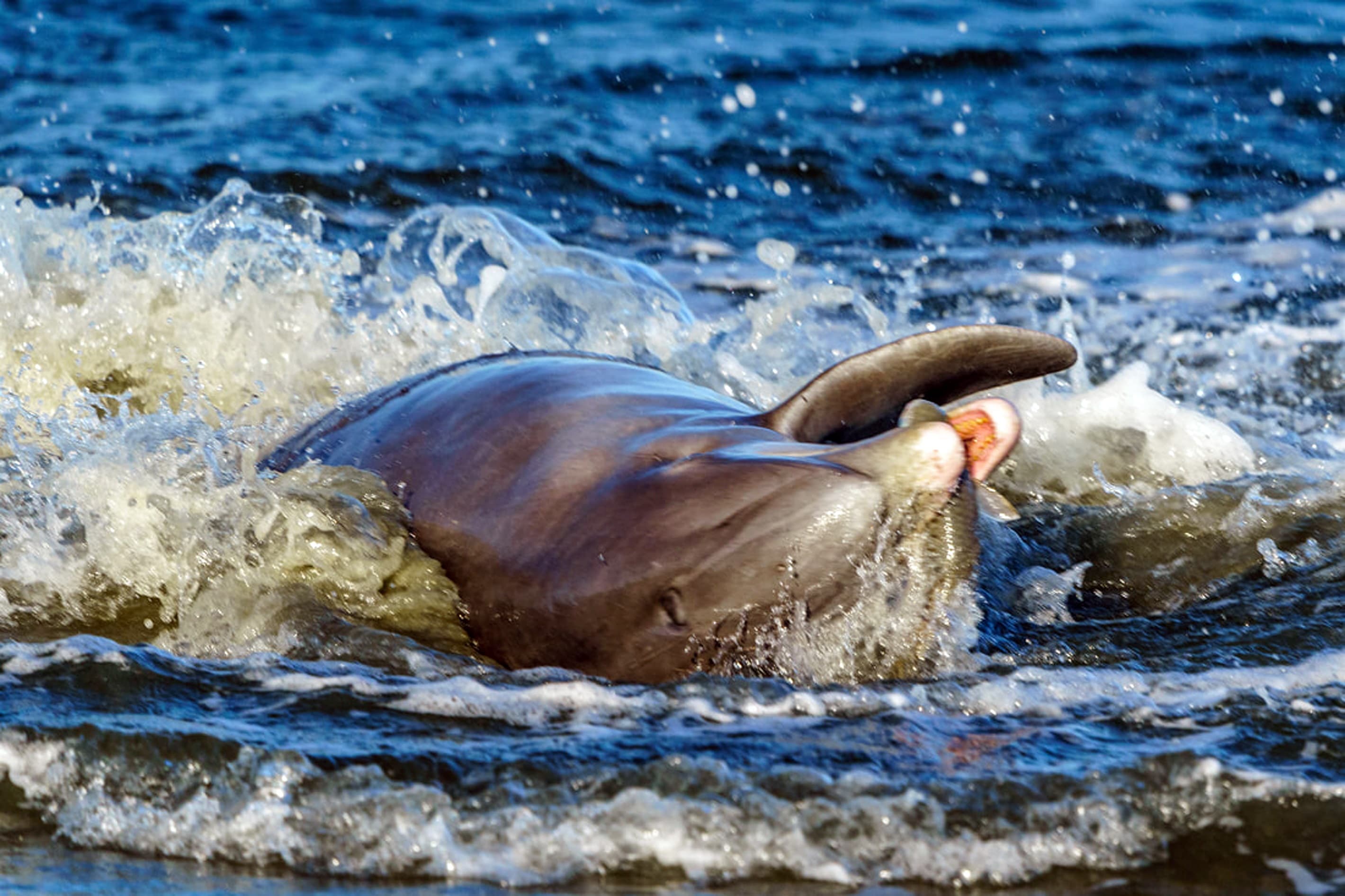 Catch local wildlife like playful dolphins offshore.