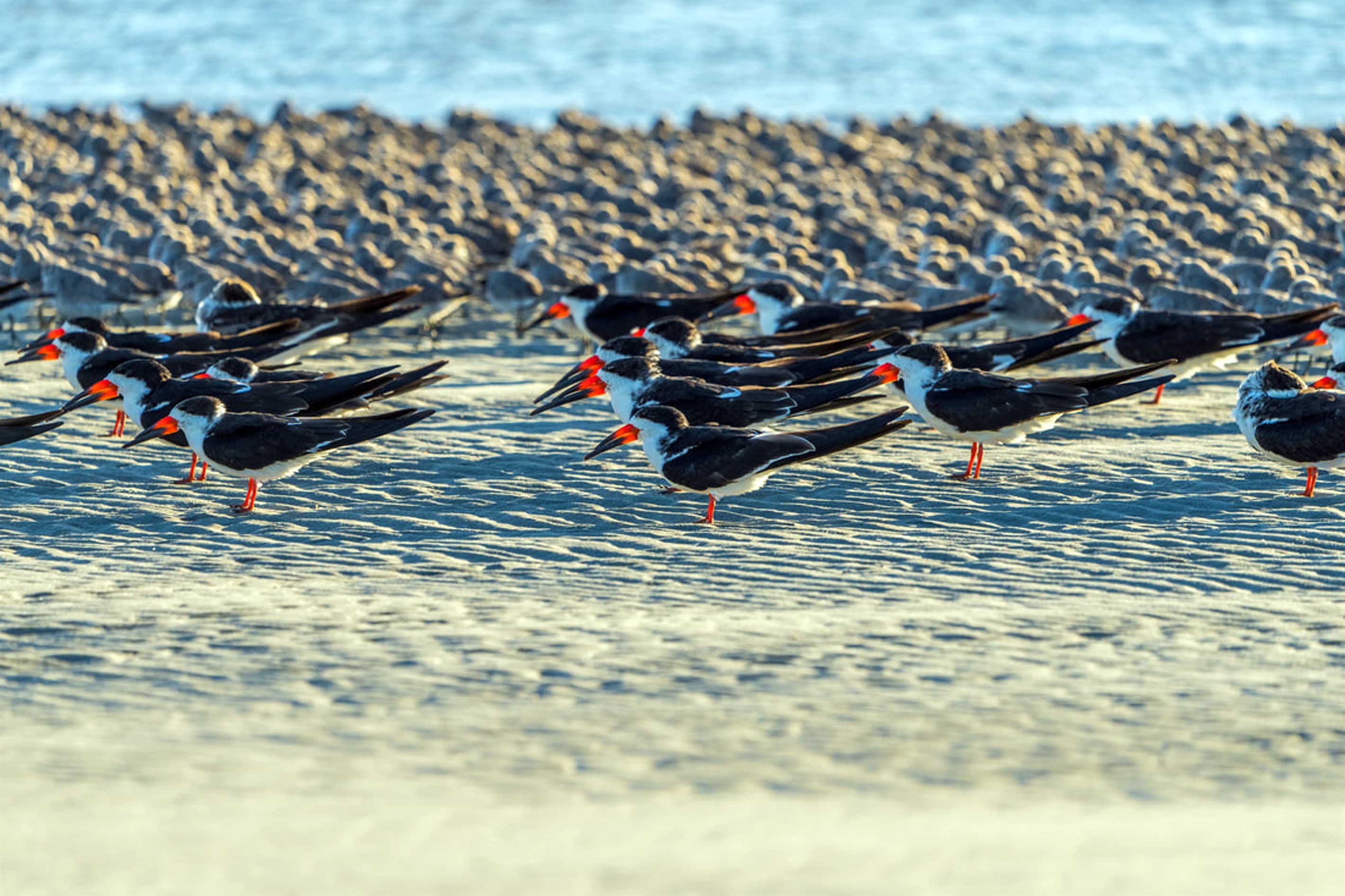 Coastal birds sweep across the waves for a scenic show.