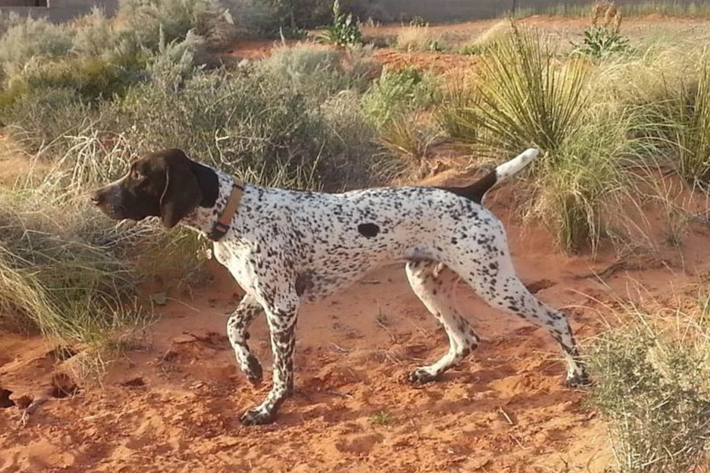 Dogs love Lake Powell, too