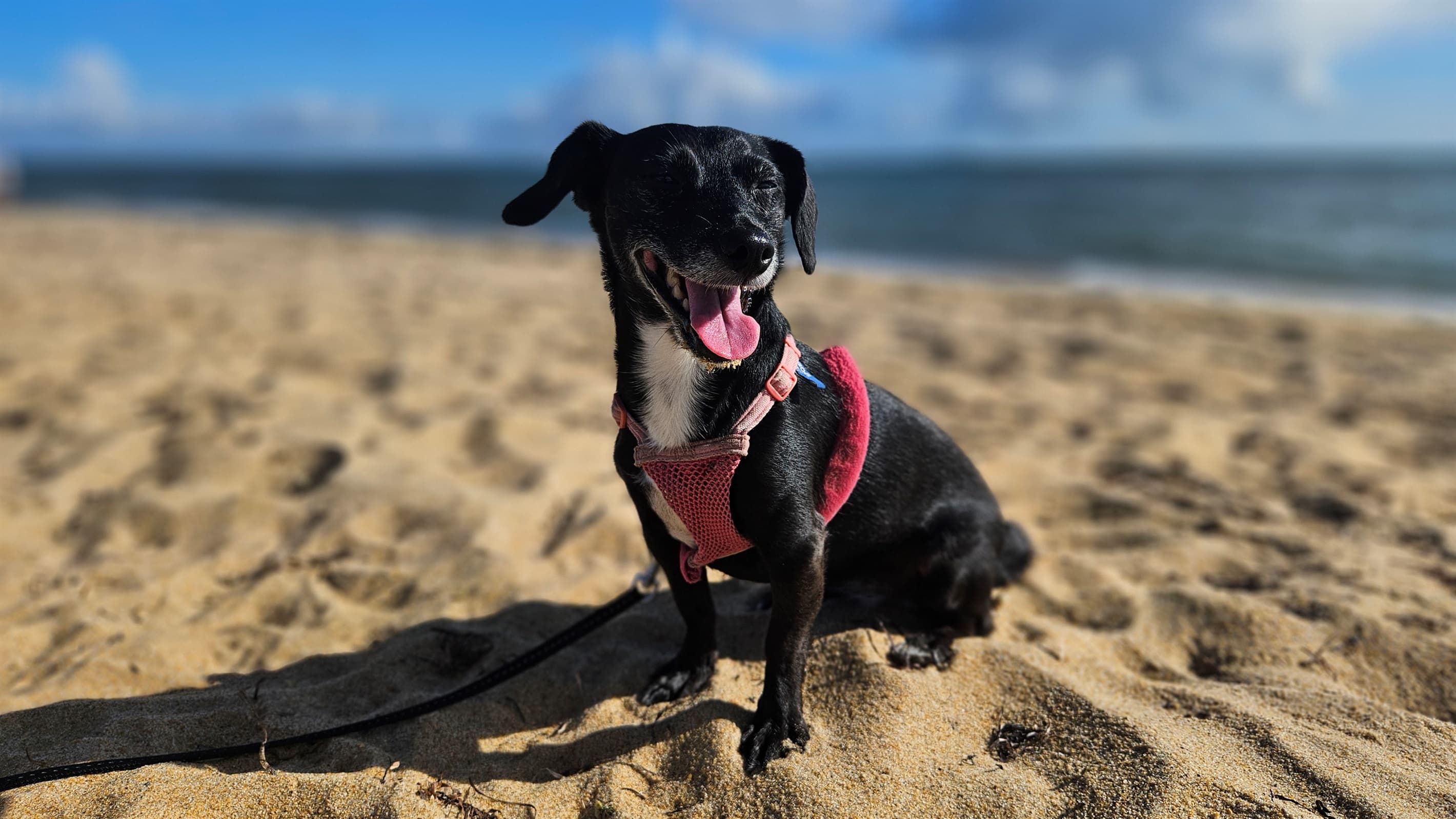 Dogs are welcomed on the beach during evenings and mornings all summer long.