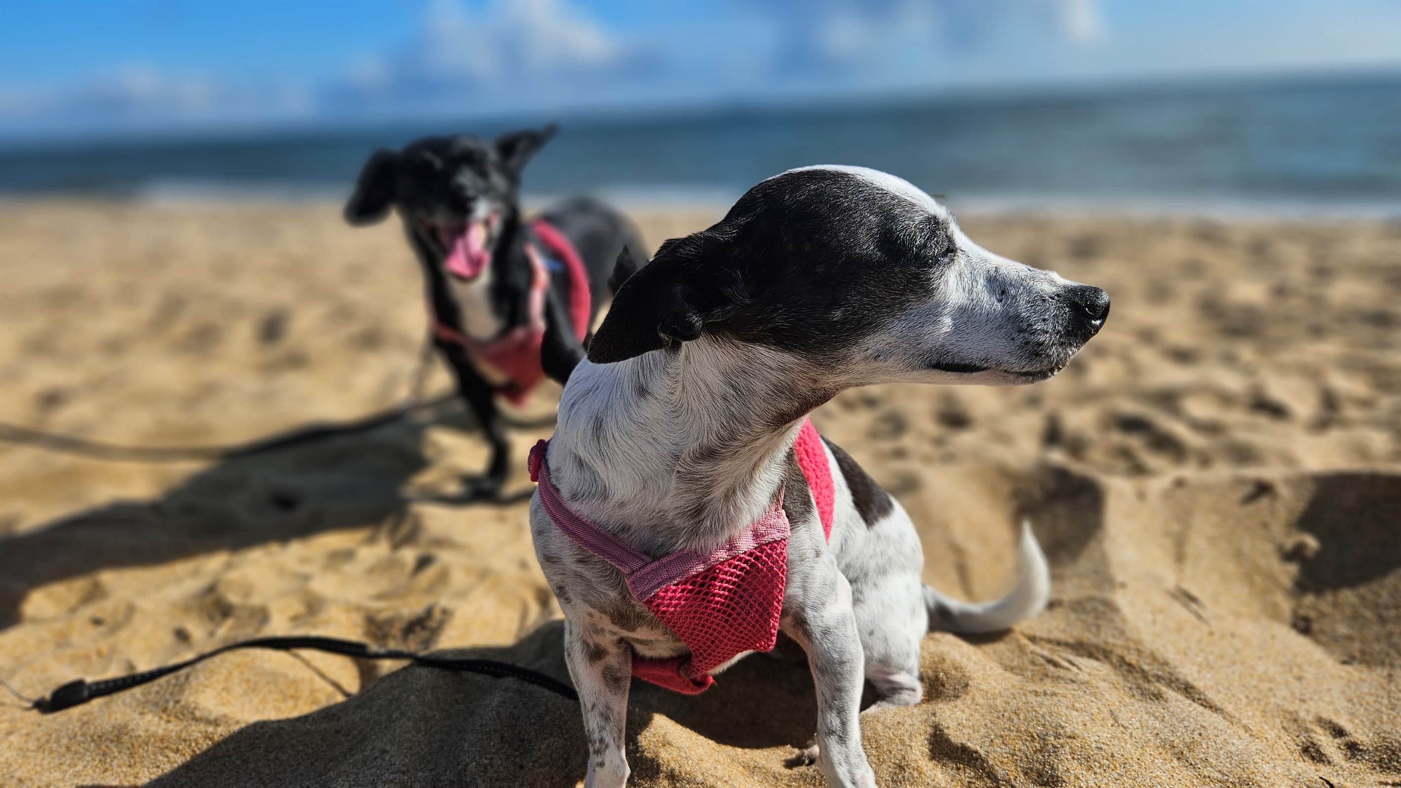 Between Labor Day and Memorial Day, dogs are welcome on the beach all day!