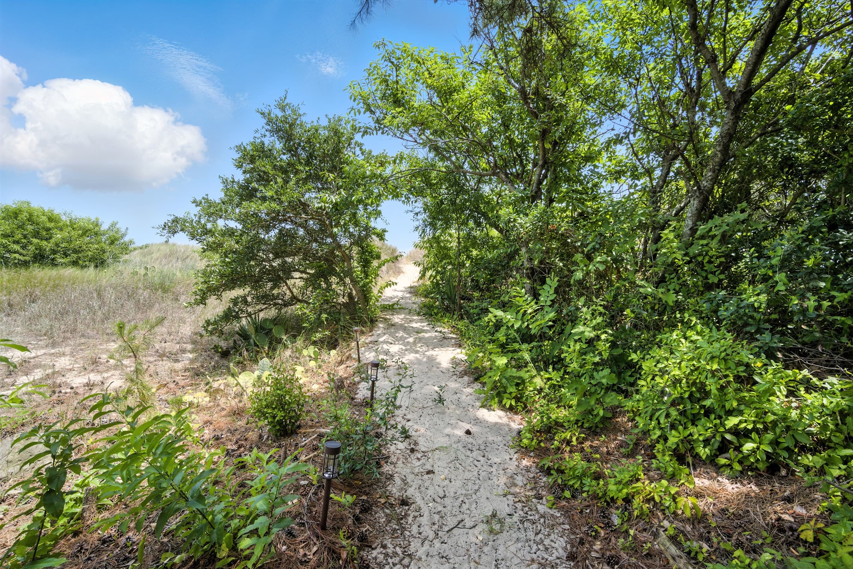 Beach is right over the Dune