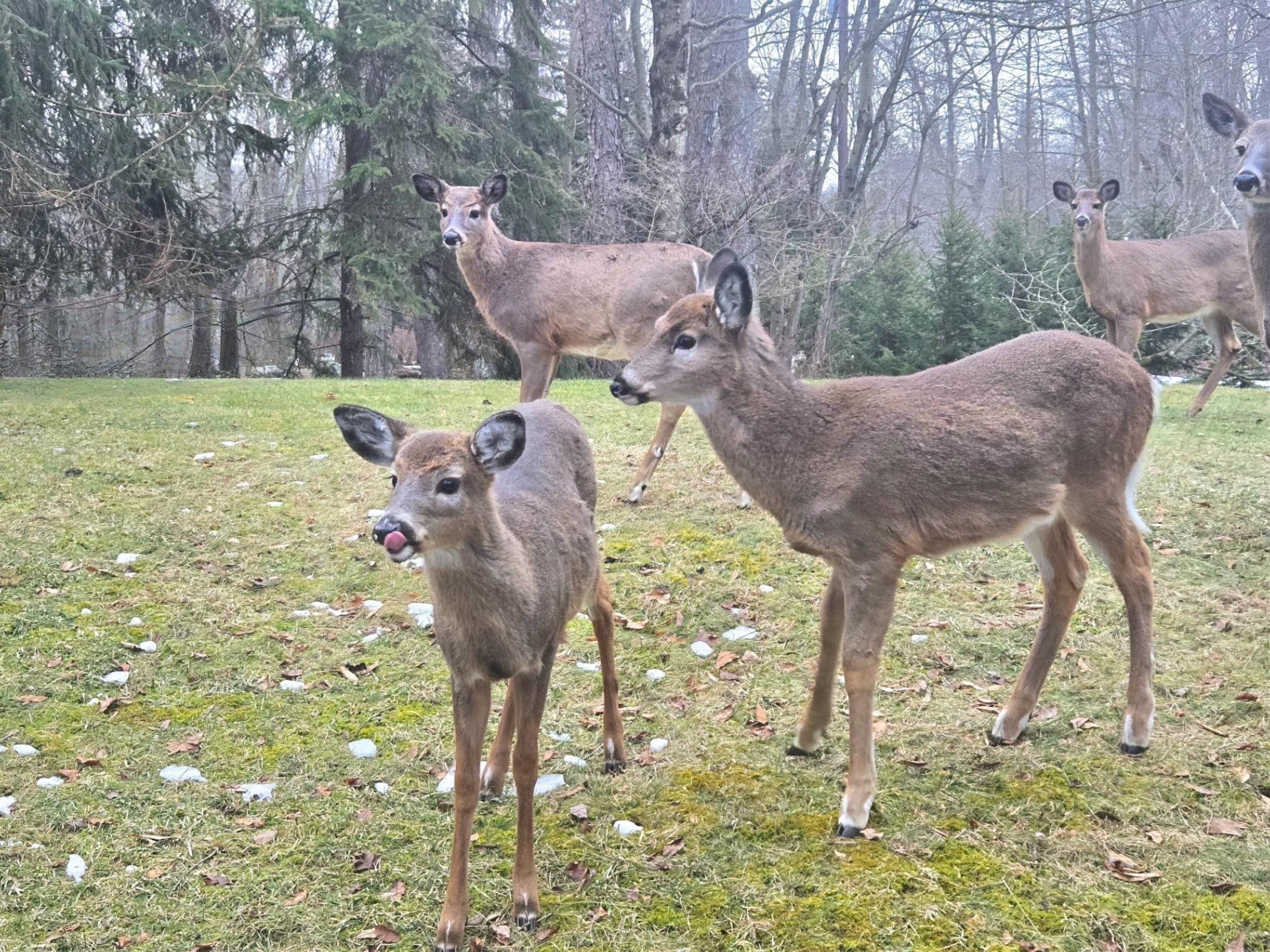 You can often see deer in the community  - Serhii Chalet Pocono