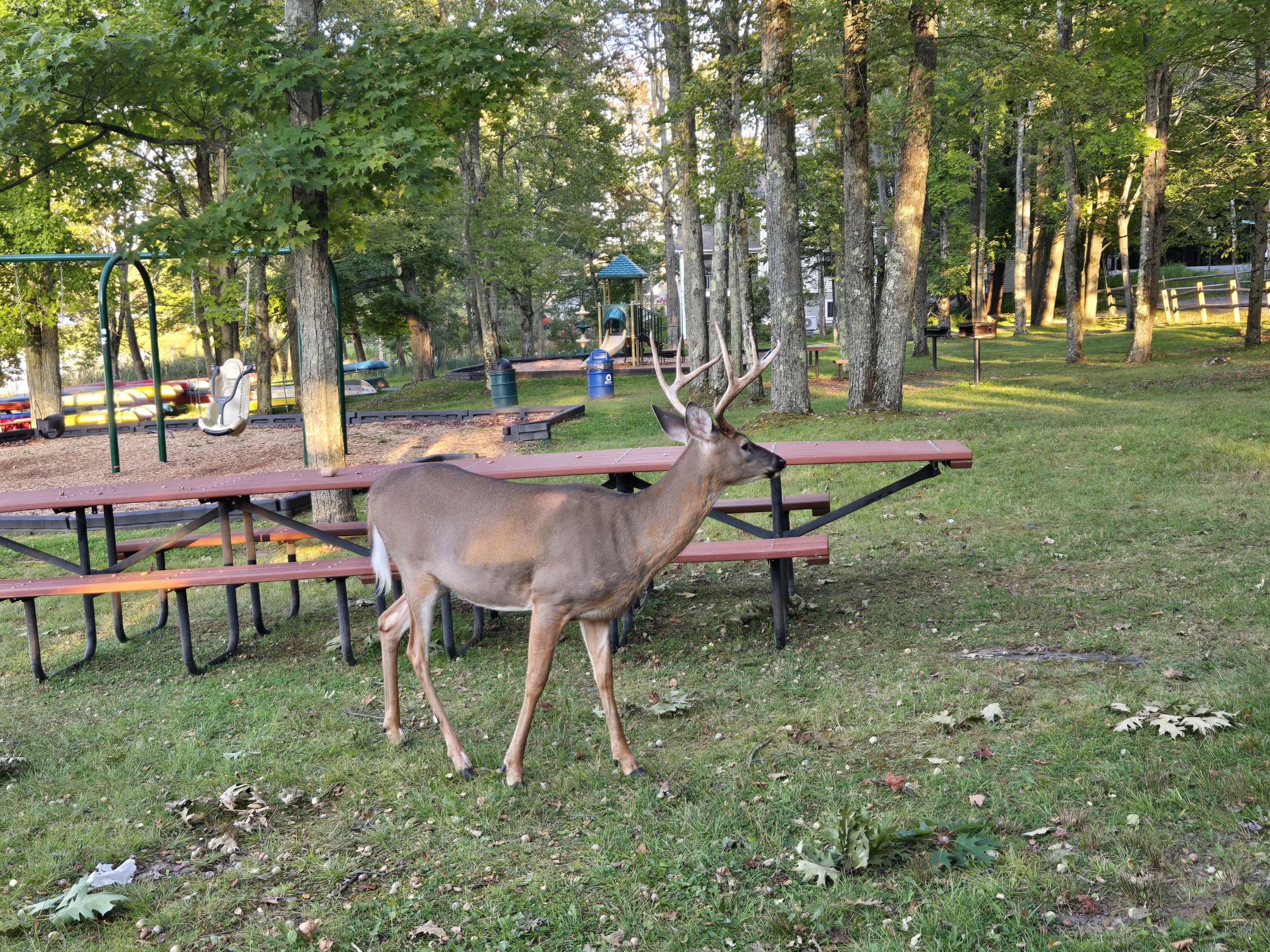 Local wildlife