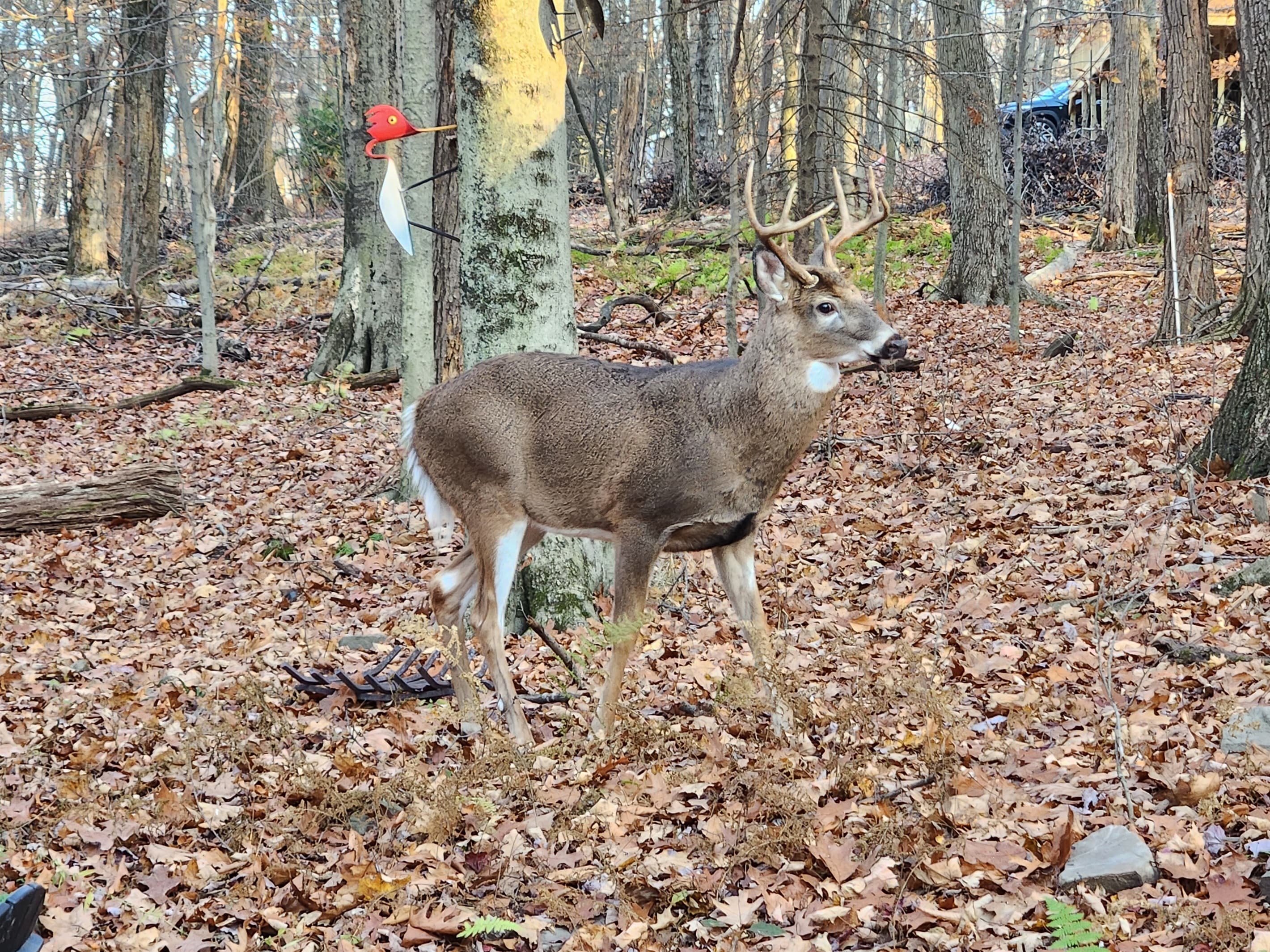 Local Pocono wildlife  - Serhii Vacation Rentals