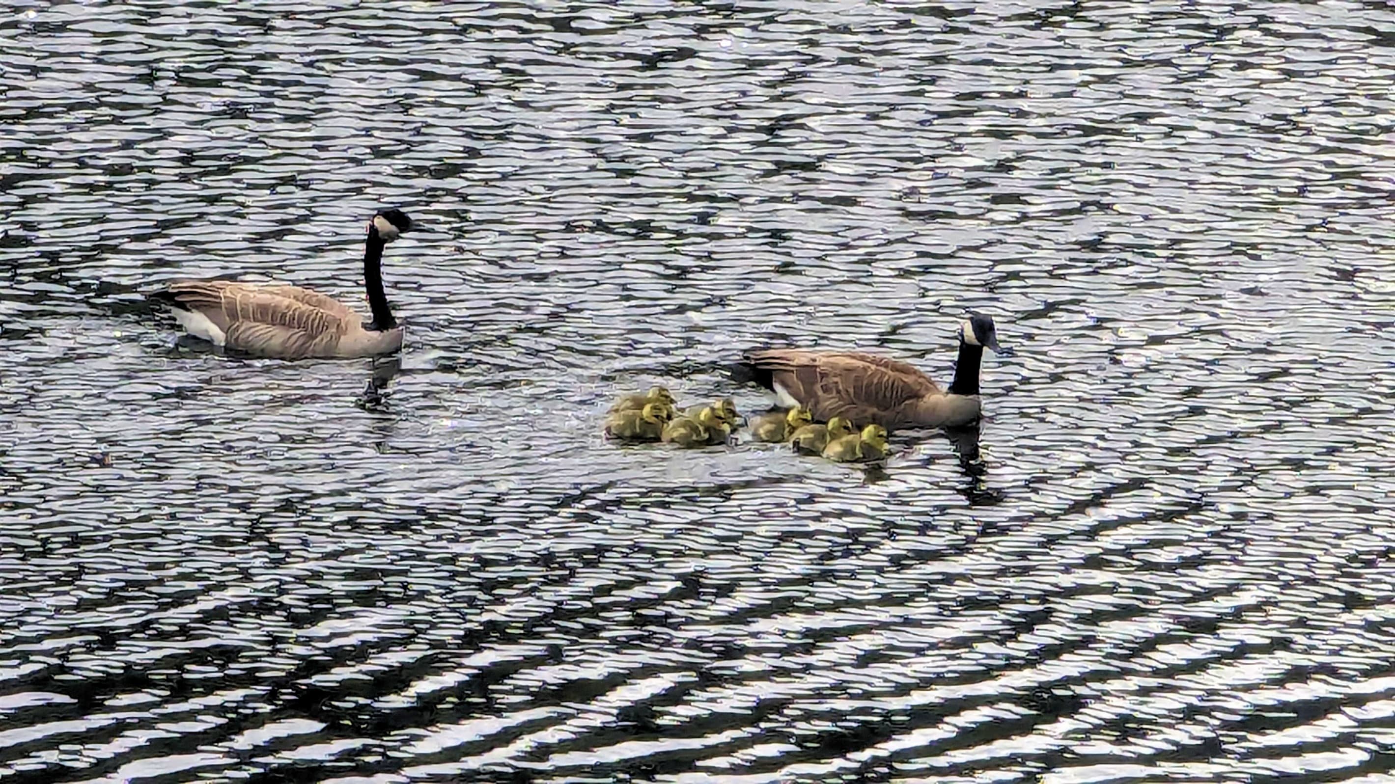 geese with babies