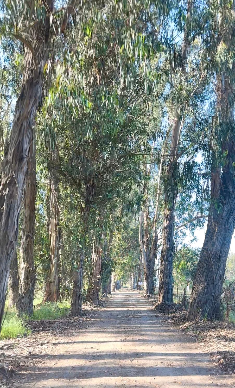 Your drive into the property is through a Eucalyptus grove