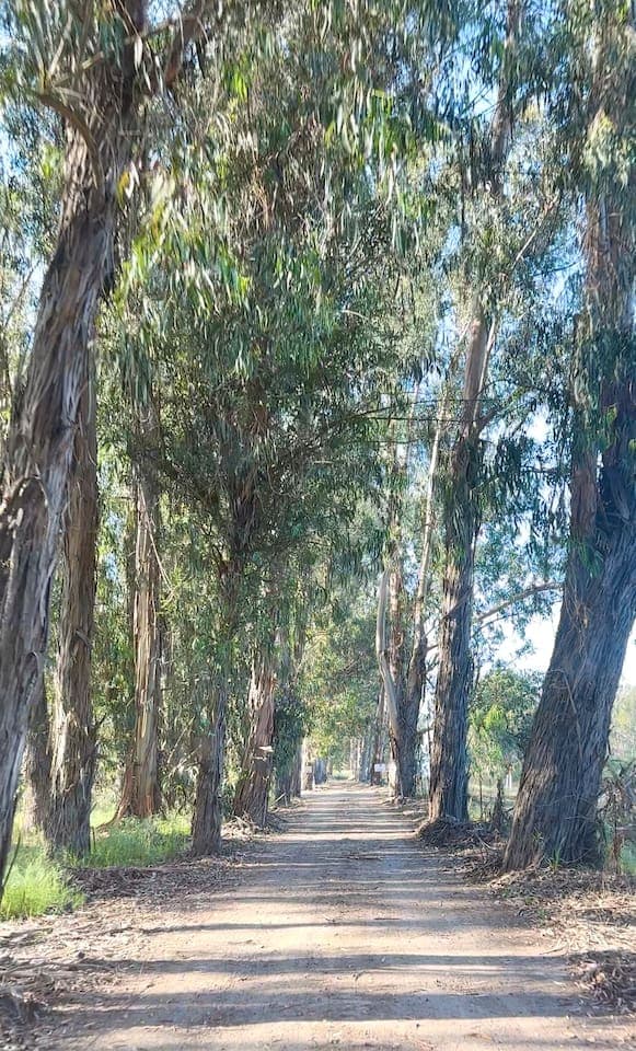 As you pass through the gate onto Dune Lakes estate and drive through the eucalyptus lined road, you’ll feel your stress evaporate.  Leave all your worries behind and just enjoy your getaway and relax!  