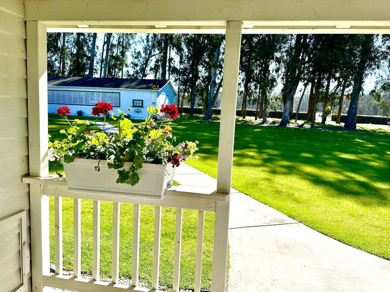 View from front porch. Avocado orchard in the distance beyond the expansive lawn and a small eucalyptus tree grove area beyond carport / garage parking area.  