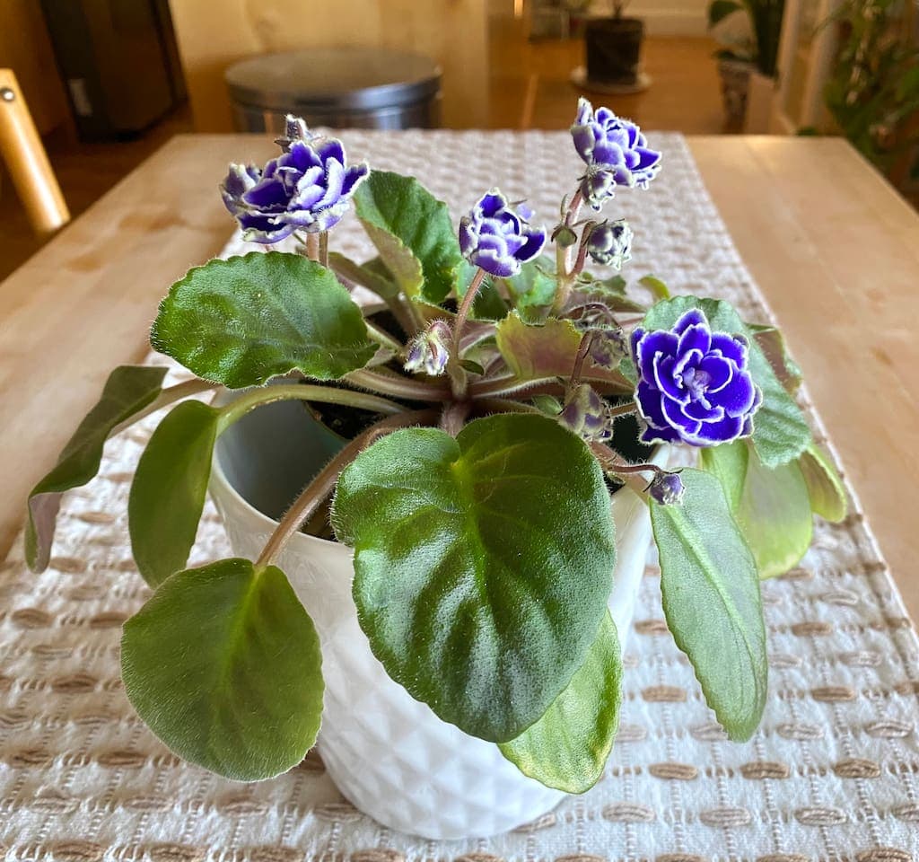 As time permits, we endeavor to have fresh air purifying plants and flowers for ambiance and coziness during your stay.  