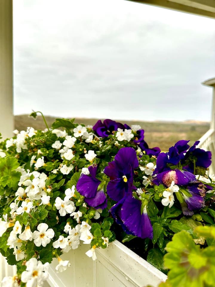 Views from front porch… sand dunes in the distance and flower boxes full of flowers on the porch.  