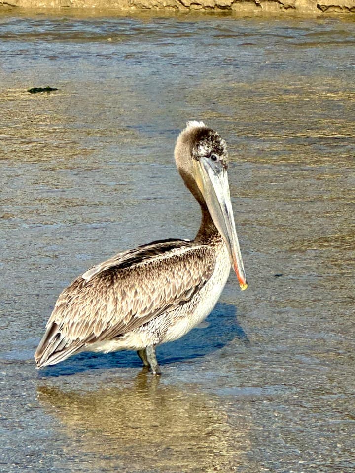 See wildlife like this pelican at the nearby beaches! Any given day, you'll see birds, dolphins and occasional whales cruising through.