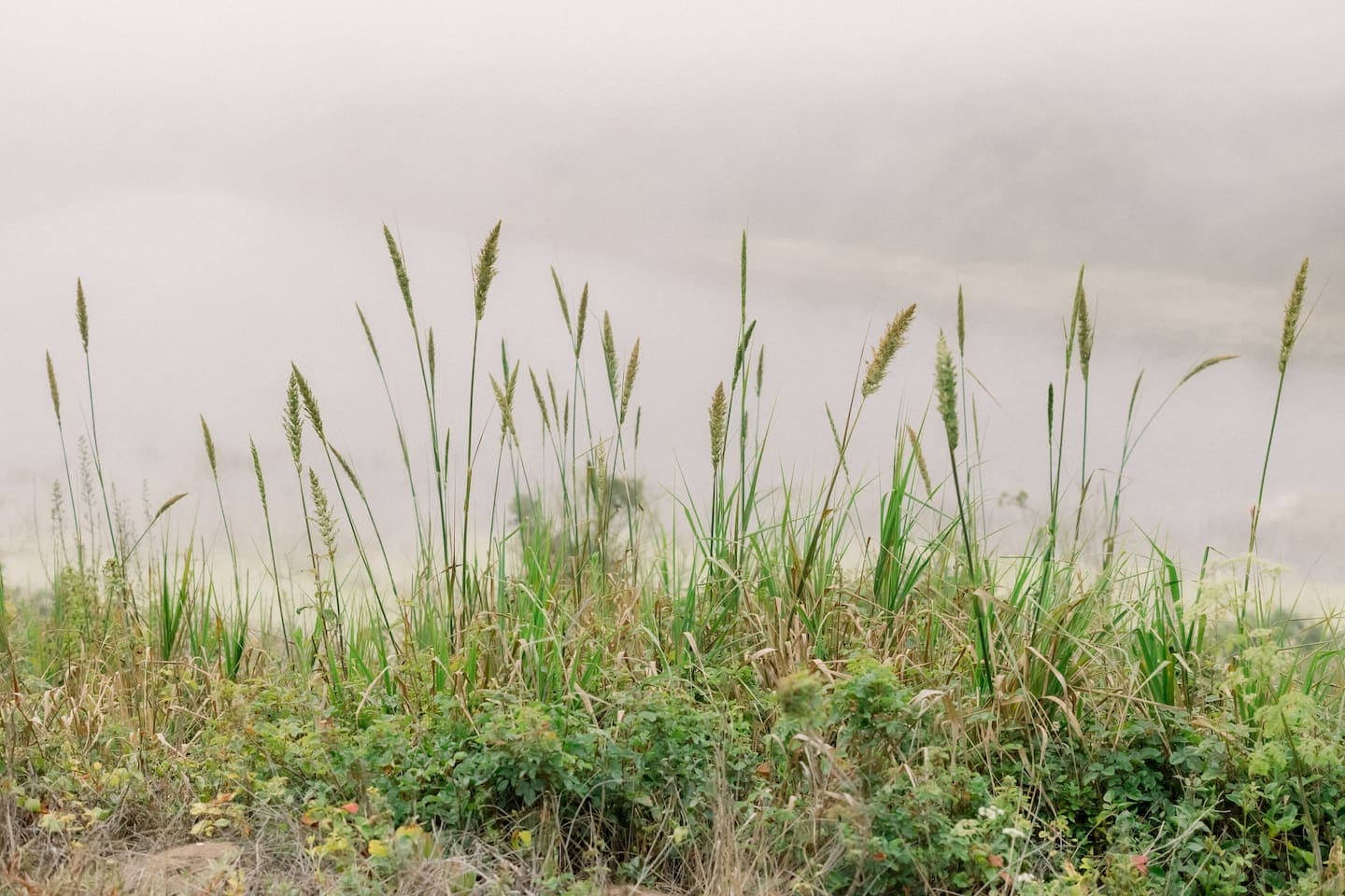 Need stunning photo backgrounds for those family or engagement photos?  We've got you! 