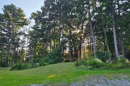 Beautiful Wooded Area 