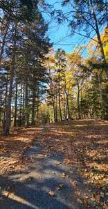 Fall Colors