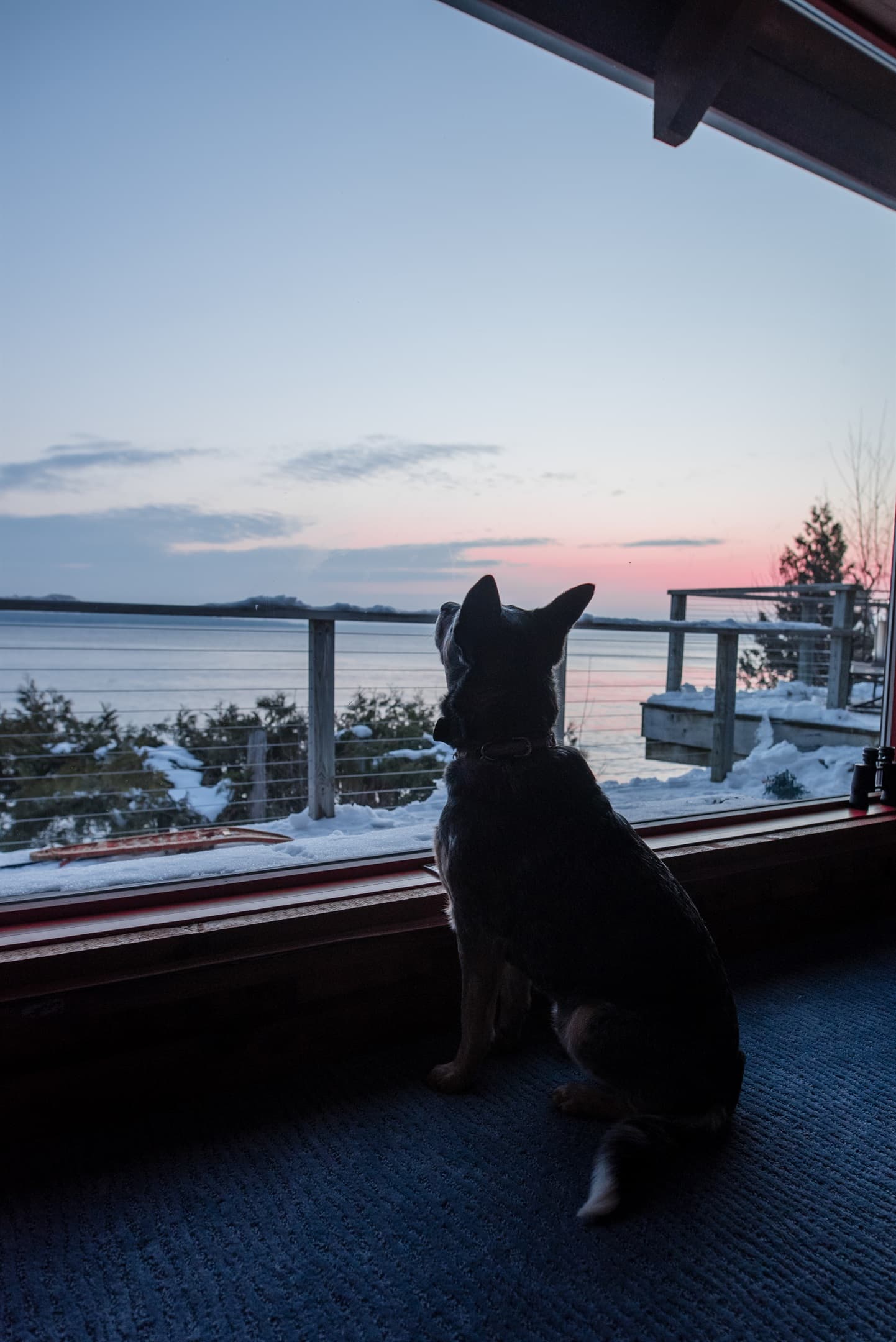 Your pup will enjoy the view, too.