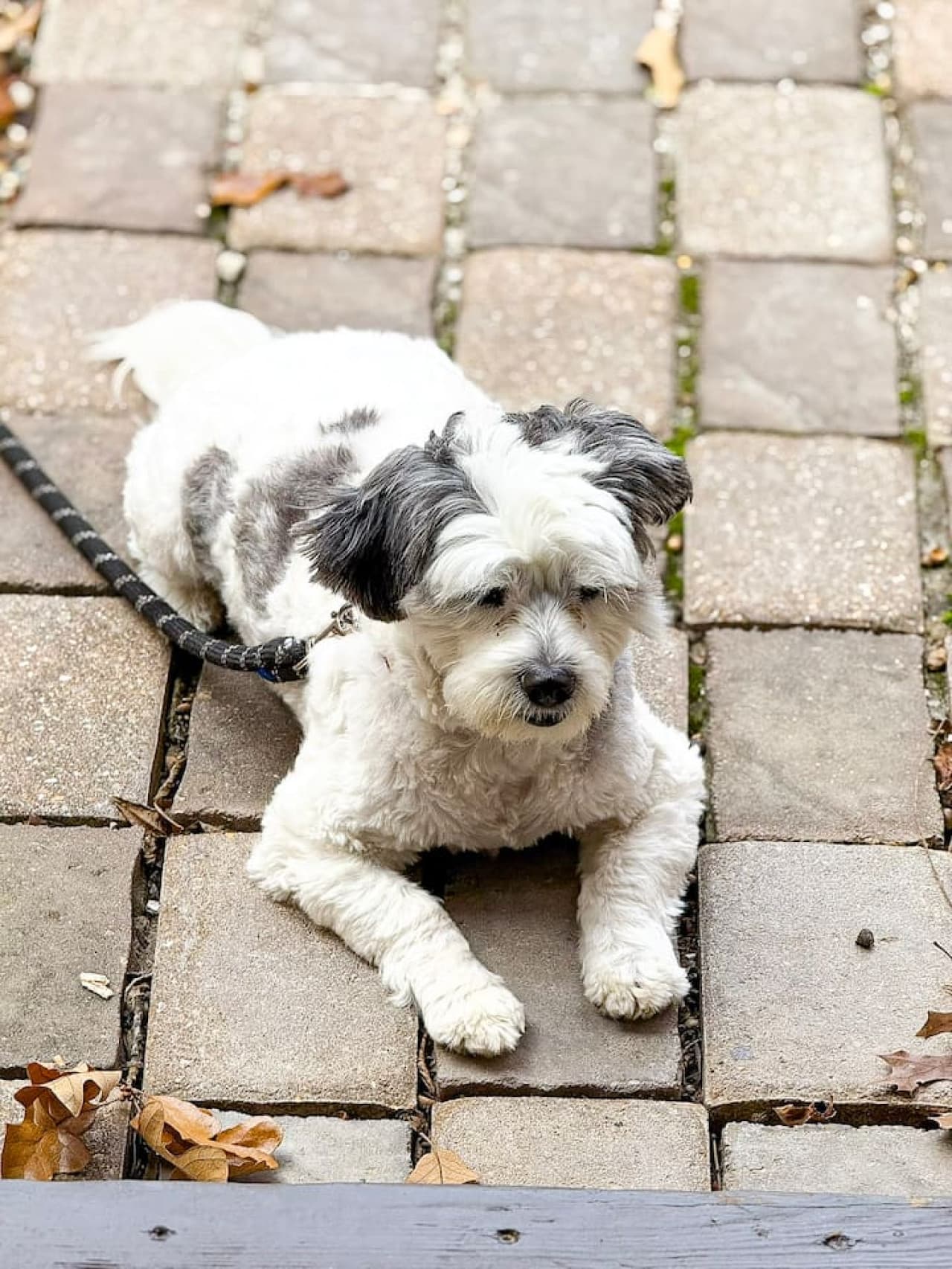 Your furry friends are welcome here!