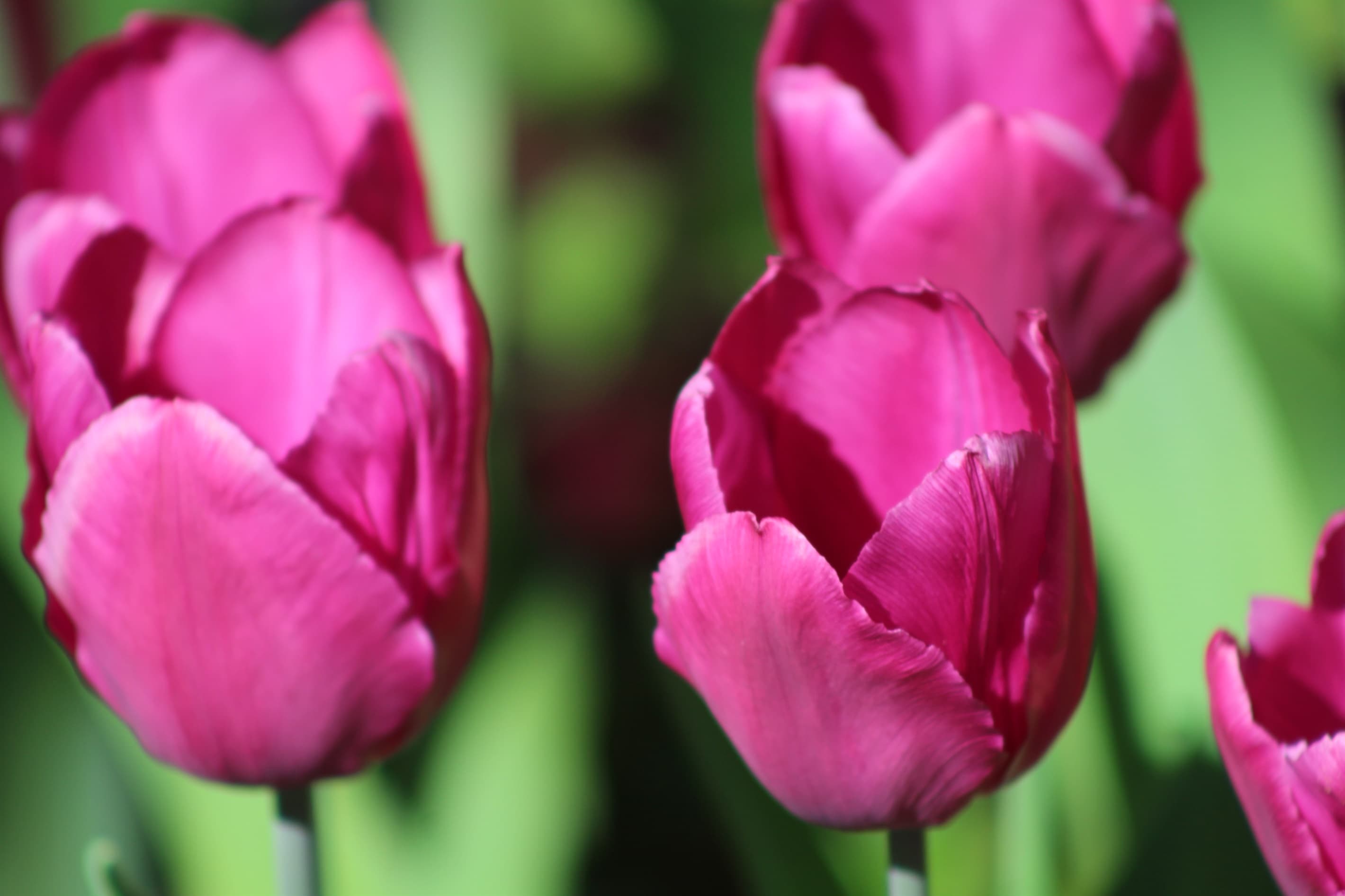 Spring Beauty