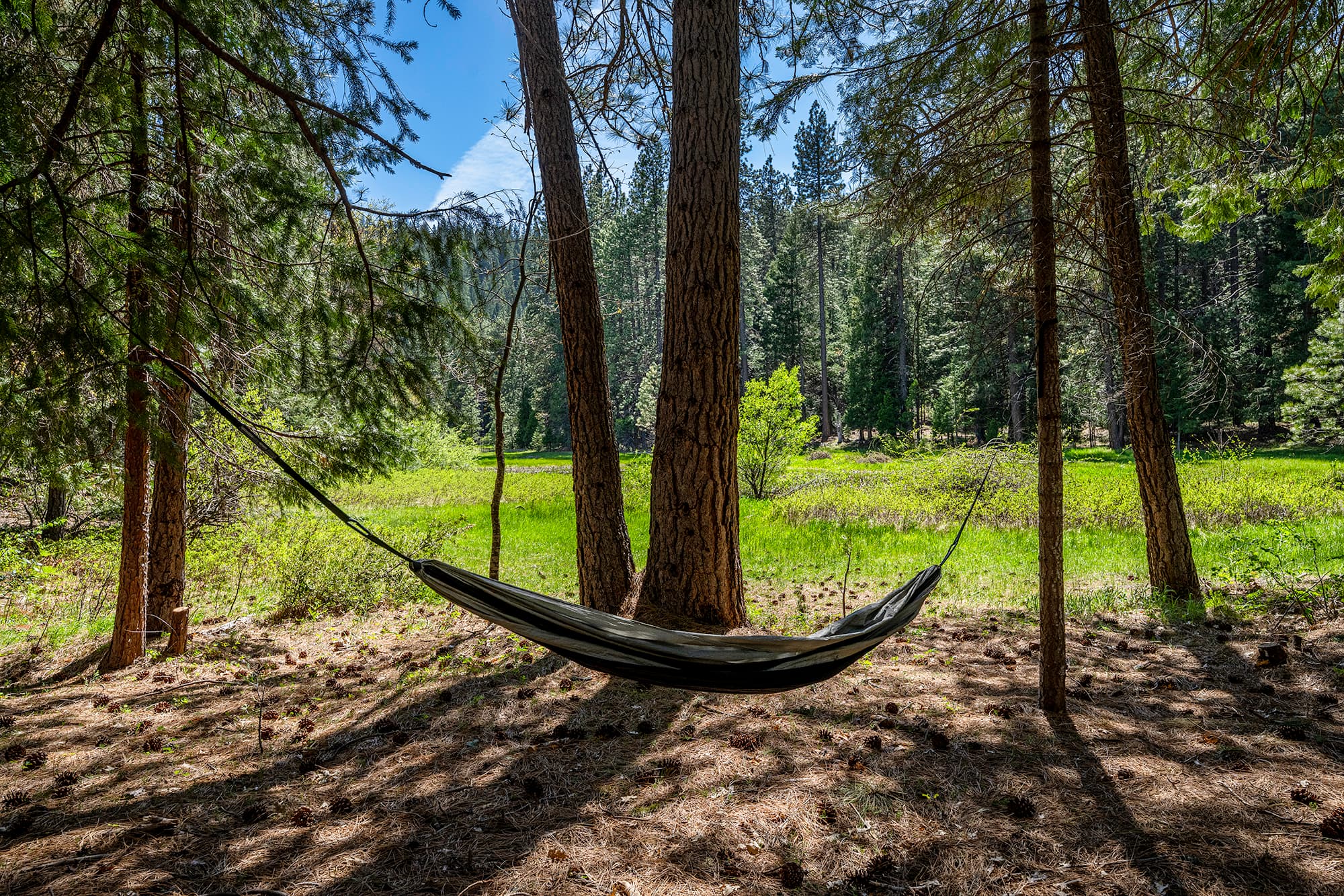 Relax in the Forest