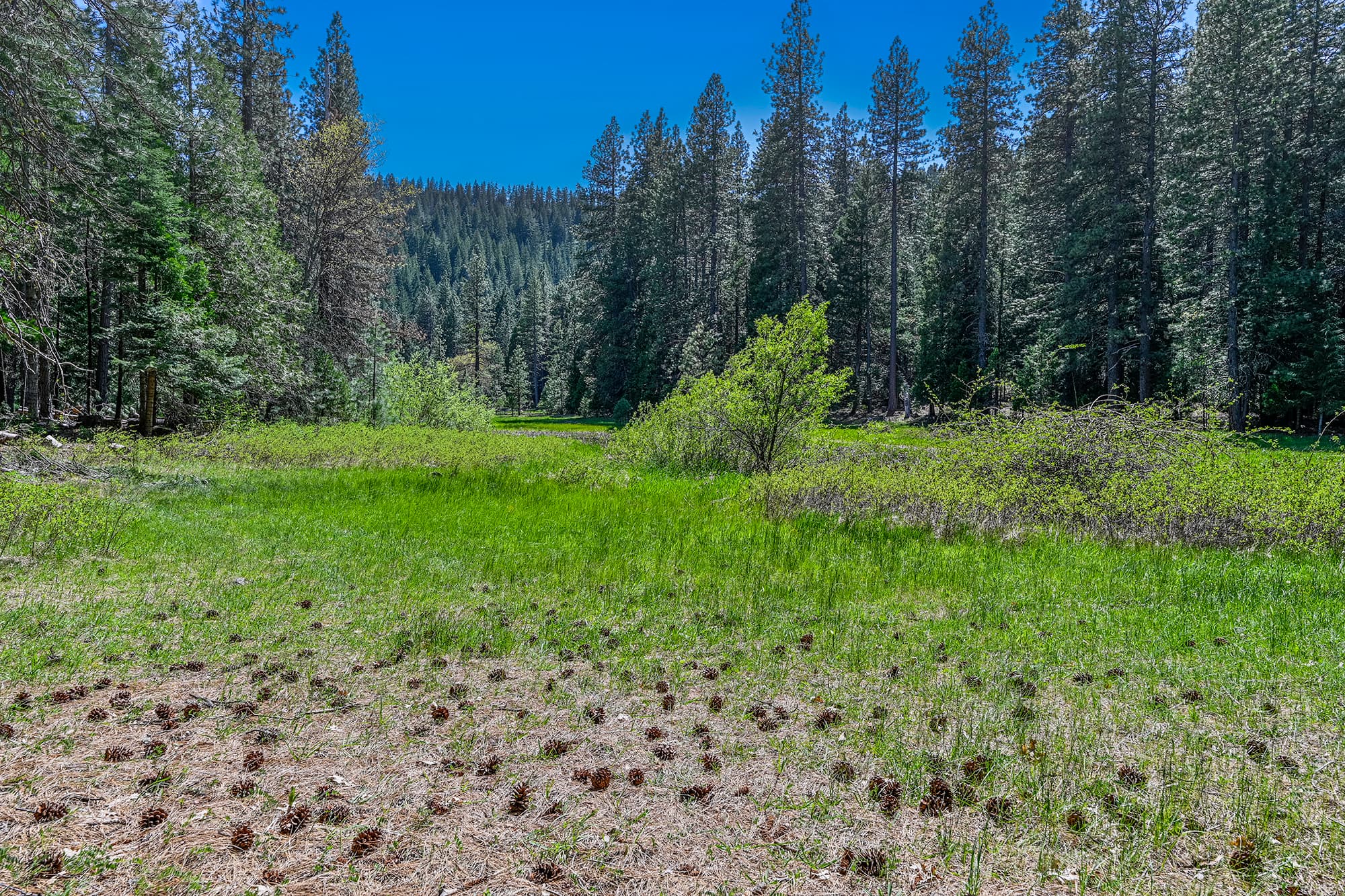 A meadow area.