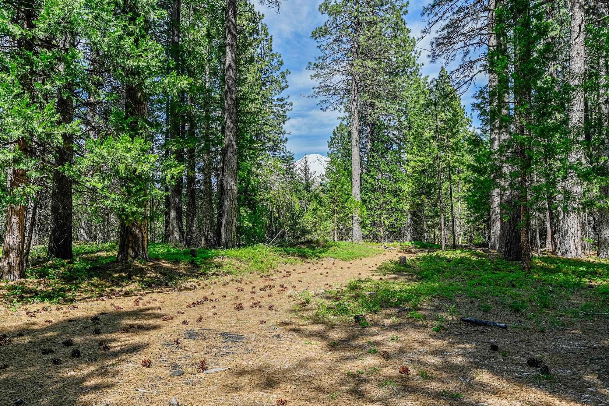 Lots of trails