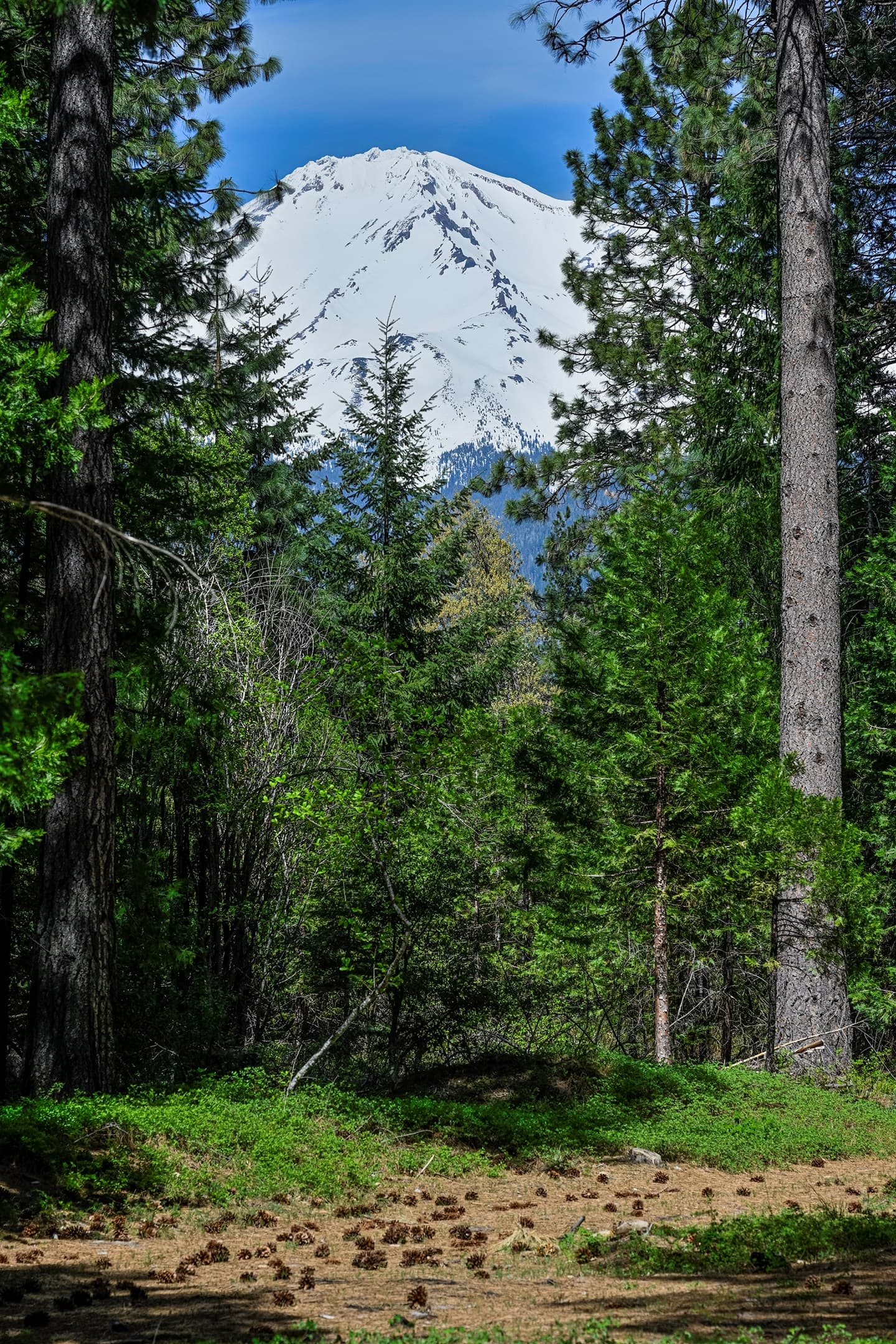 Mt. Shasta views.