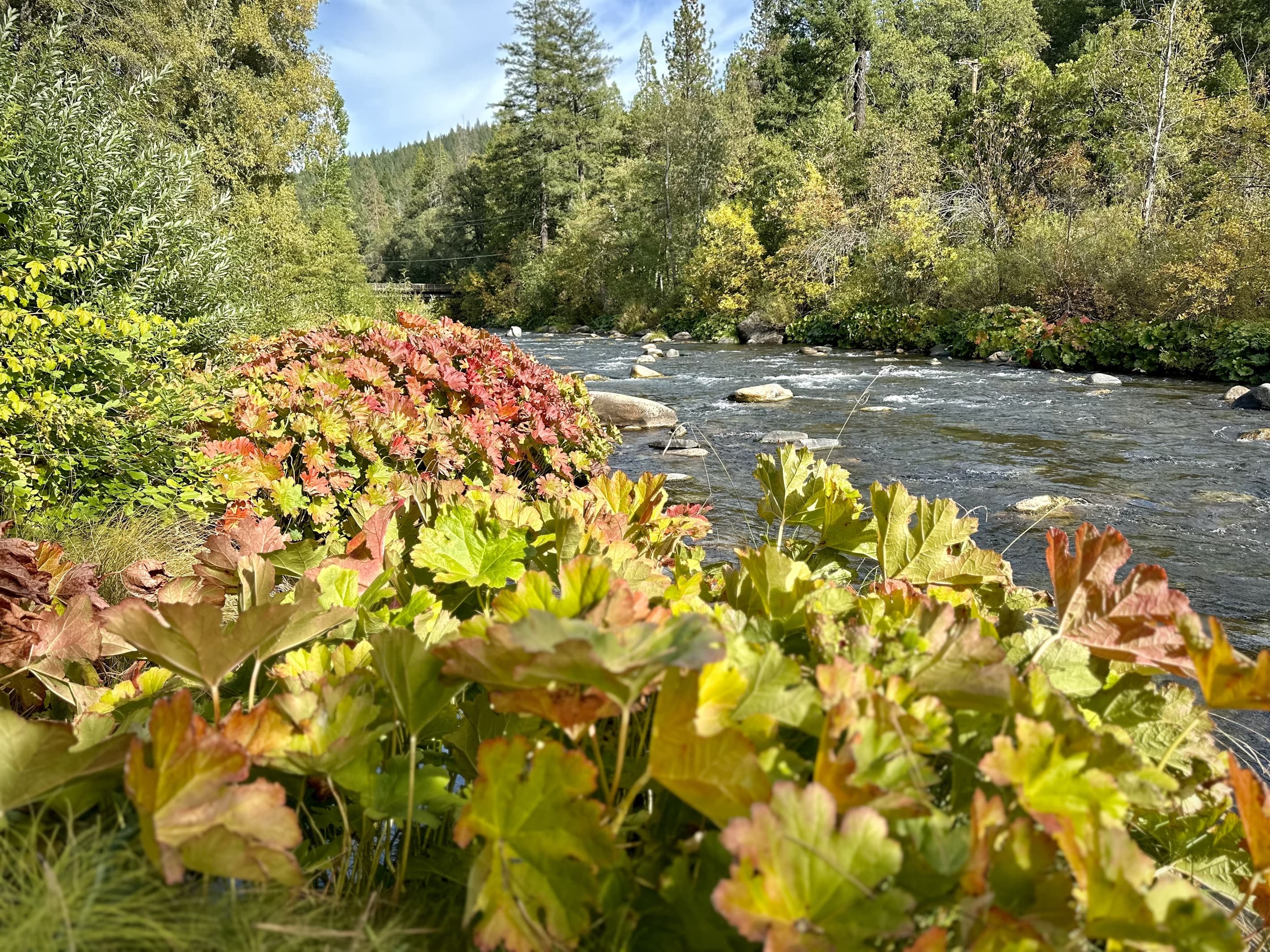 Summer foliage