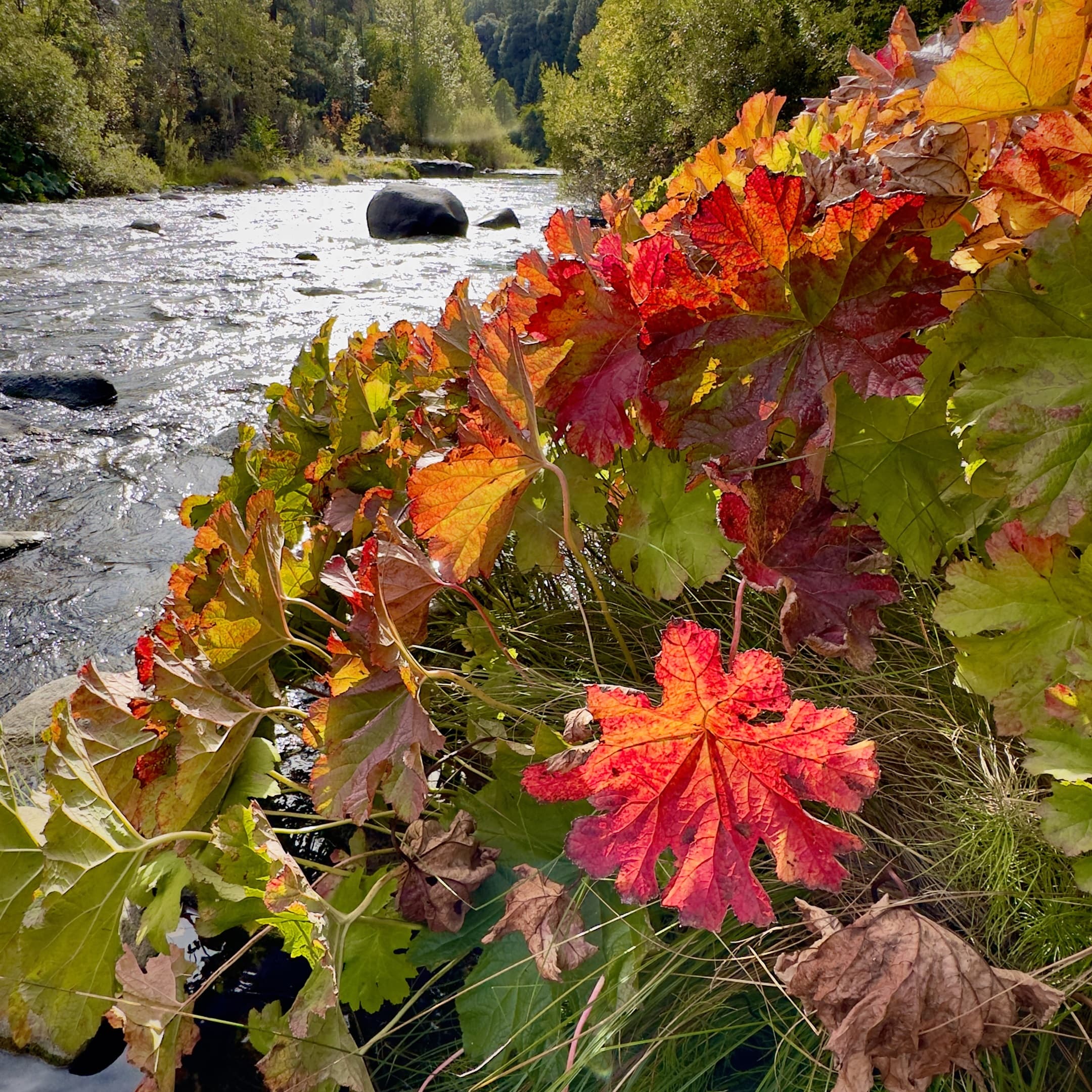Fall colors on the river.