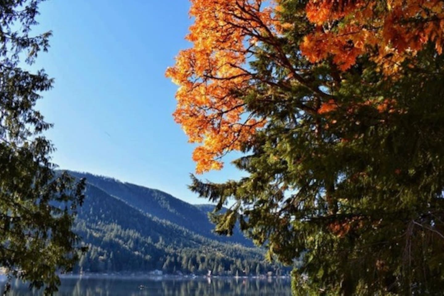 Autumn trees with colorful foliage.