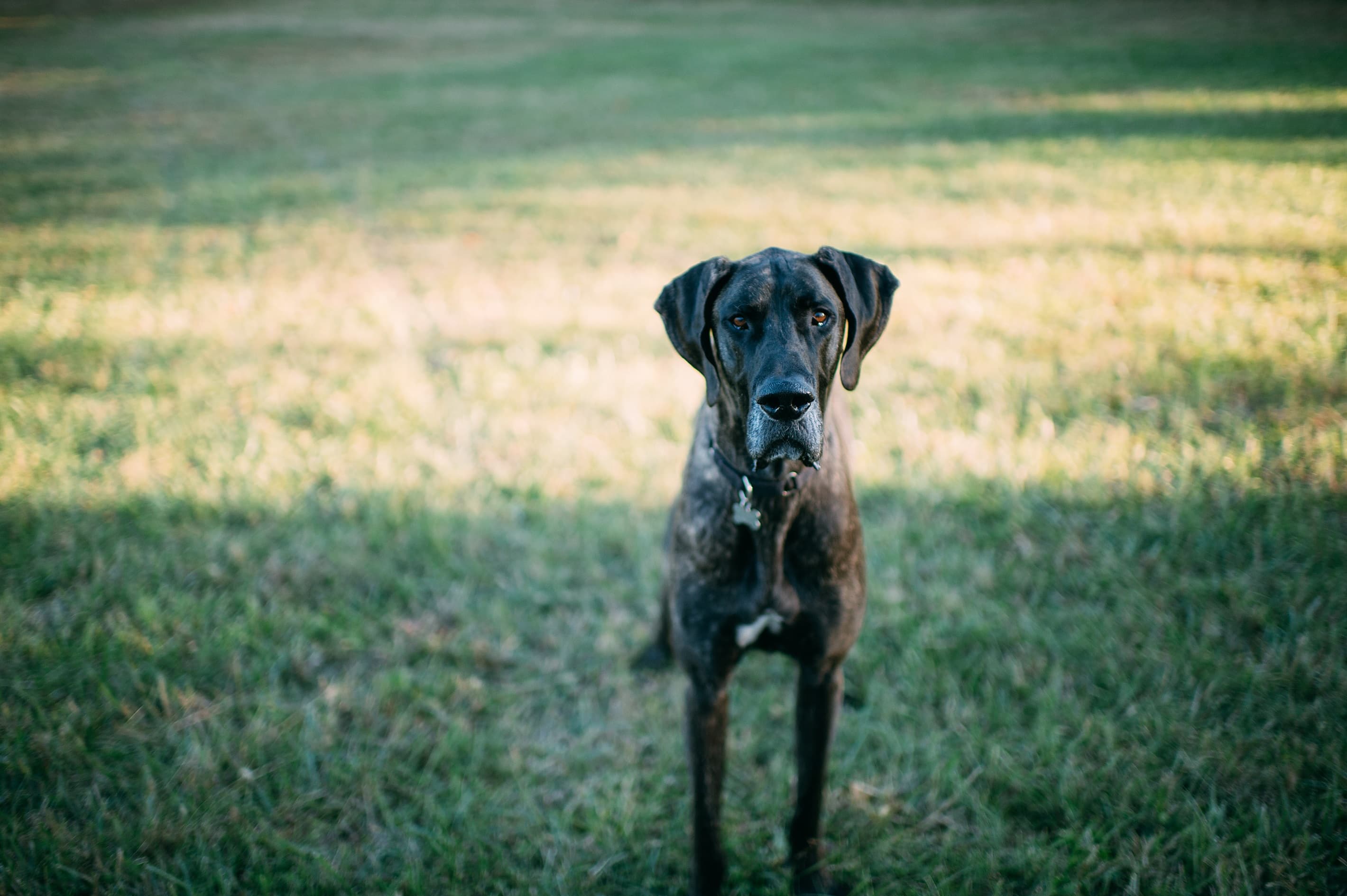 Pet Friendly- $150/pet, per stay