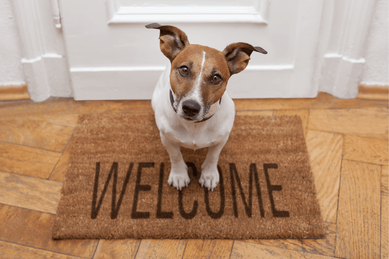 Pet Friendly!