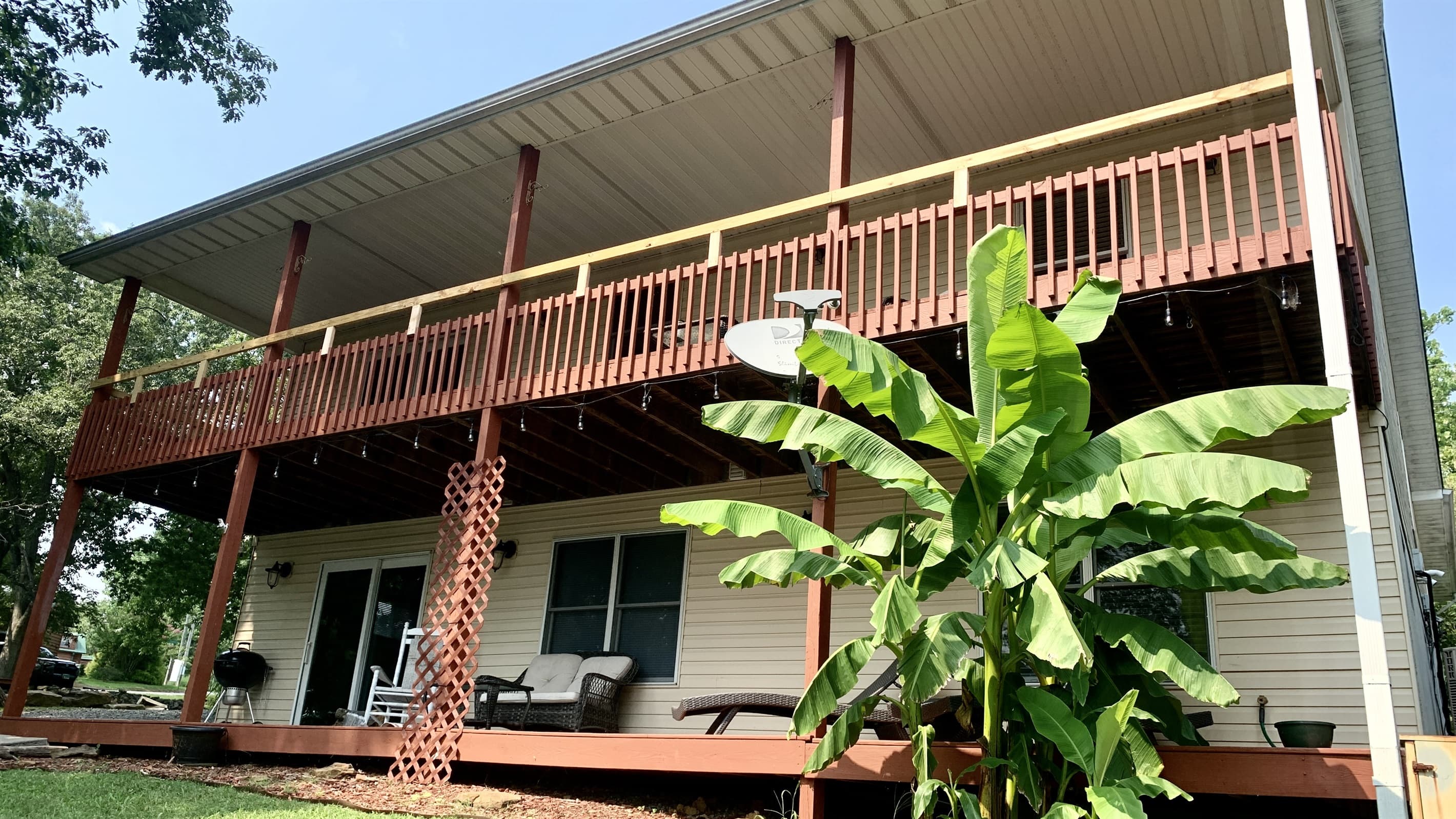 Banana plants come back every year