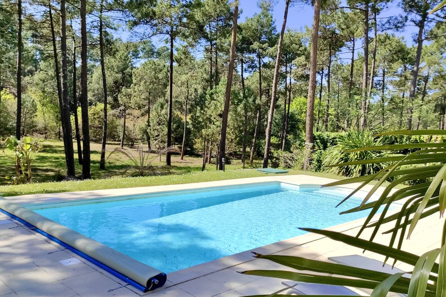 Tranquility and views of the pine forest