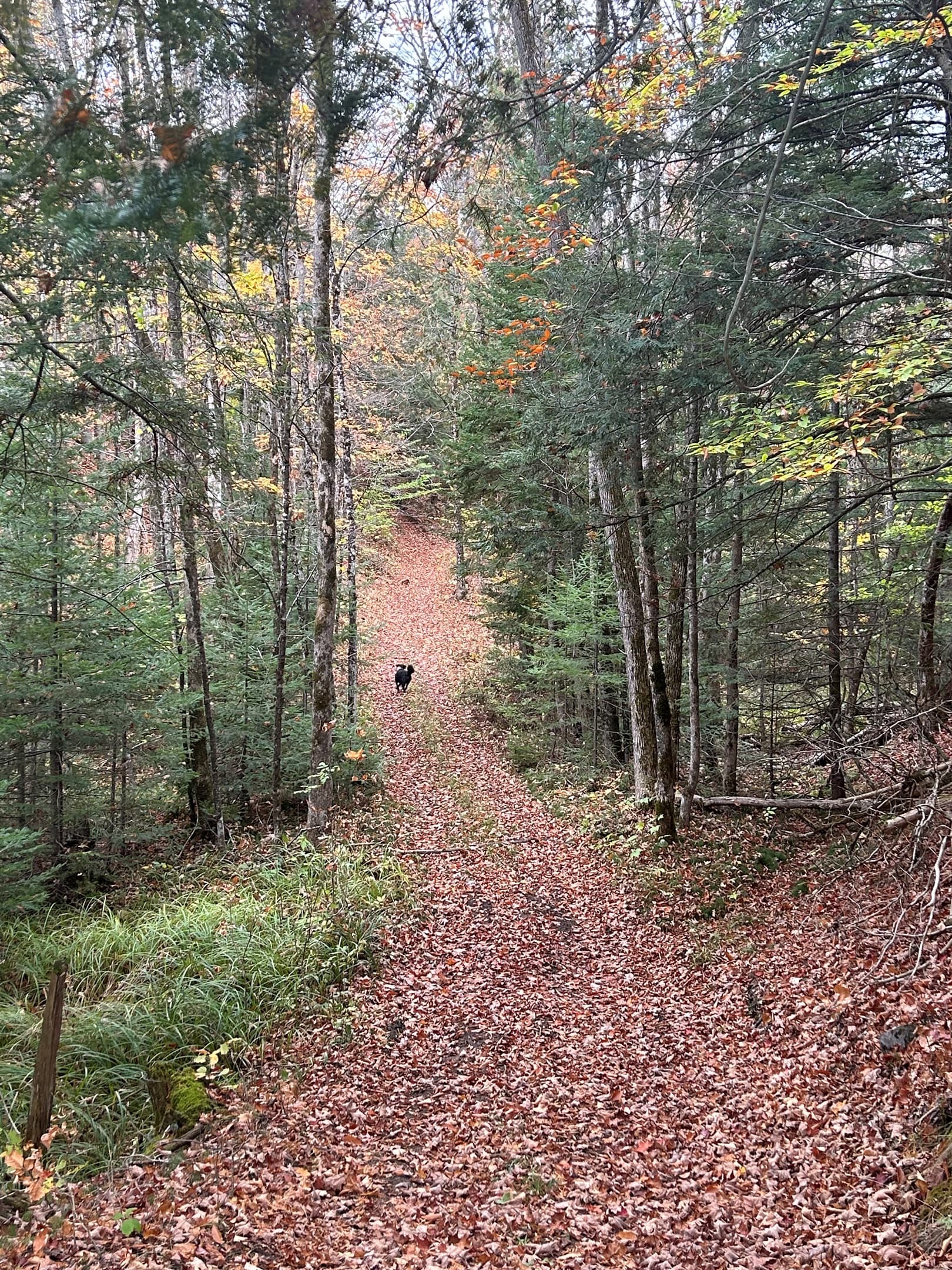 WALKING TRAILS