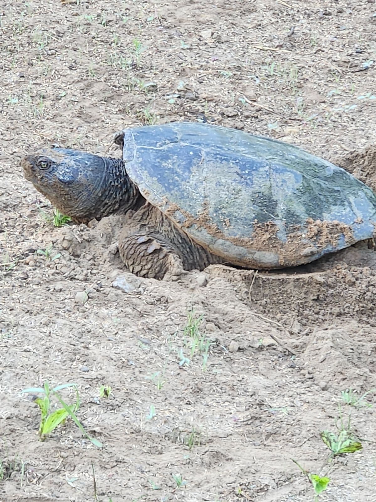 TURTLES