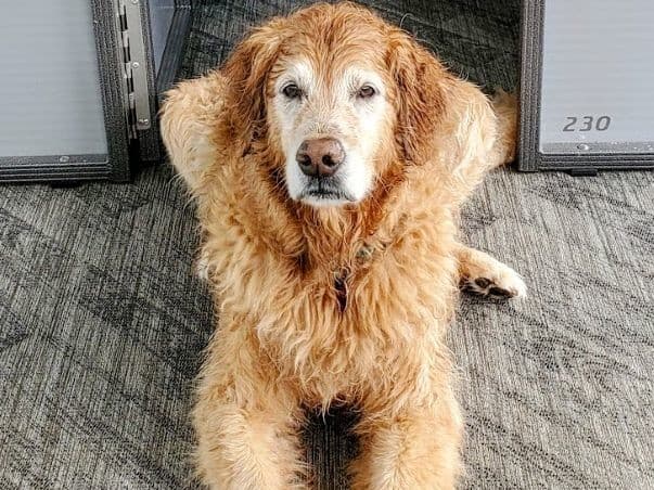 Our girl, Lily - she LOVED the LAKE