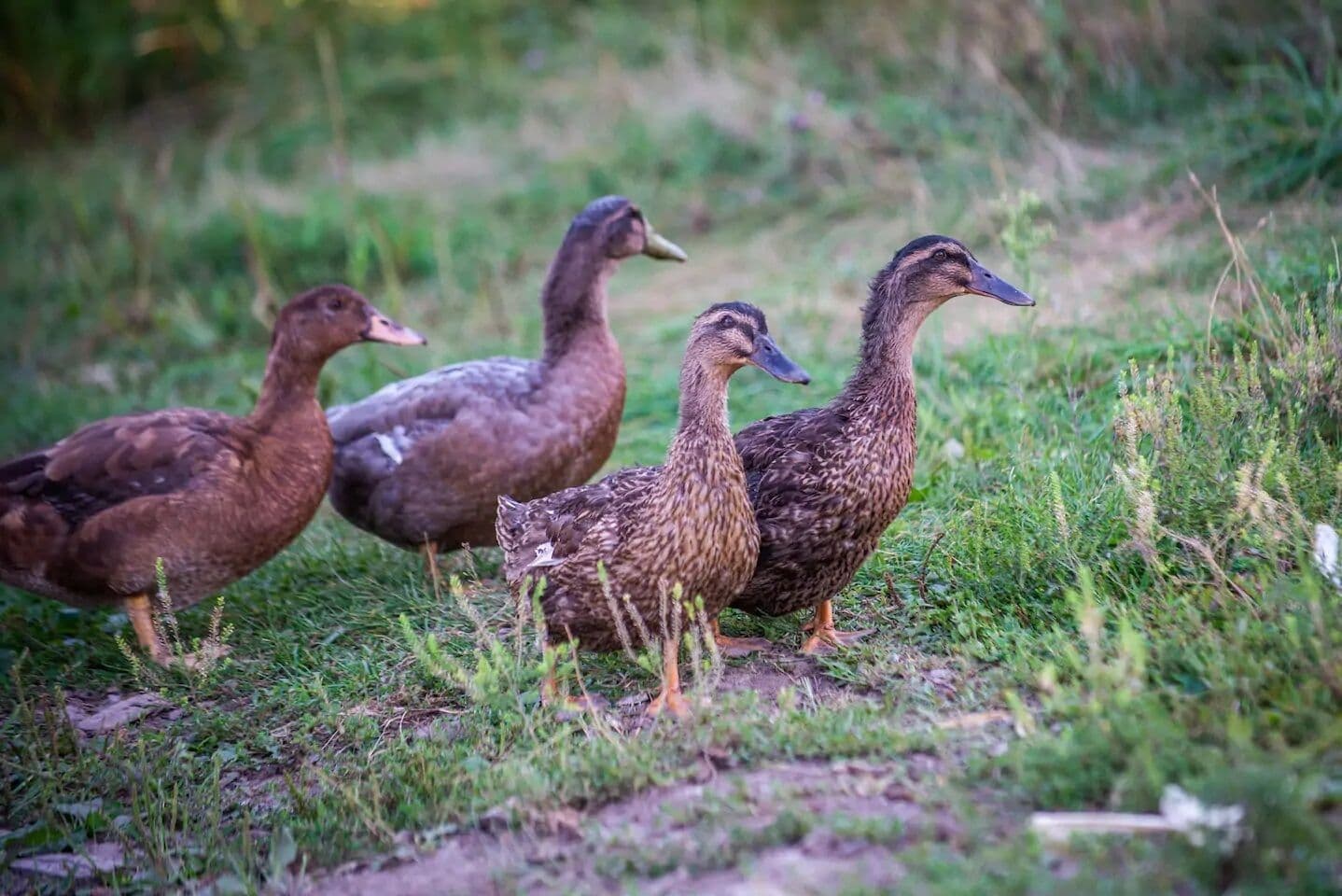 Ducks