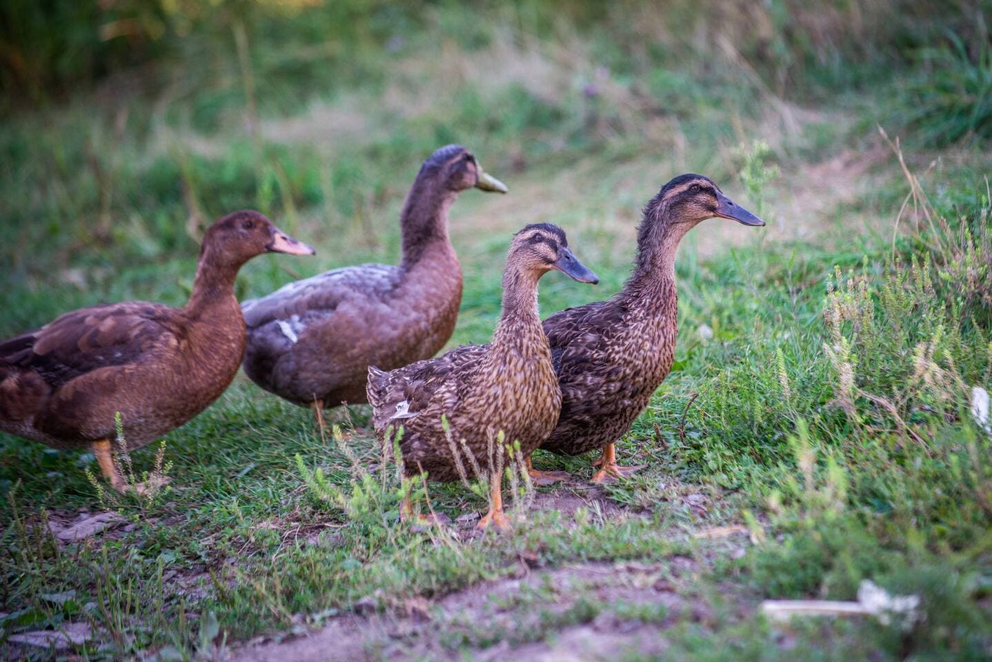 Ducks