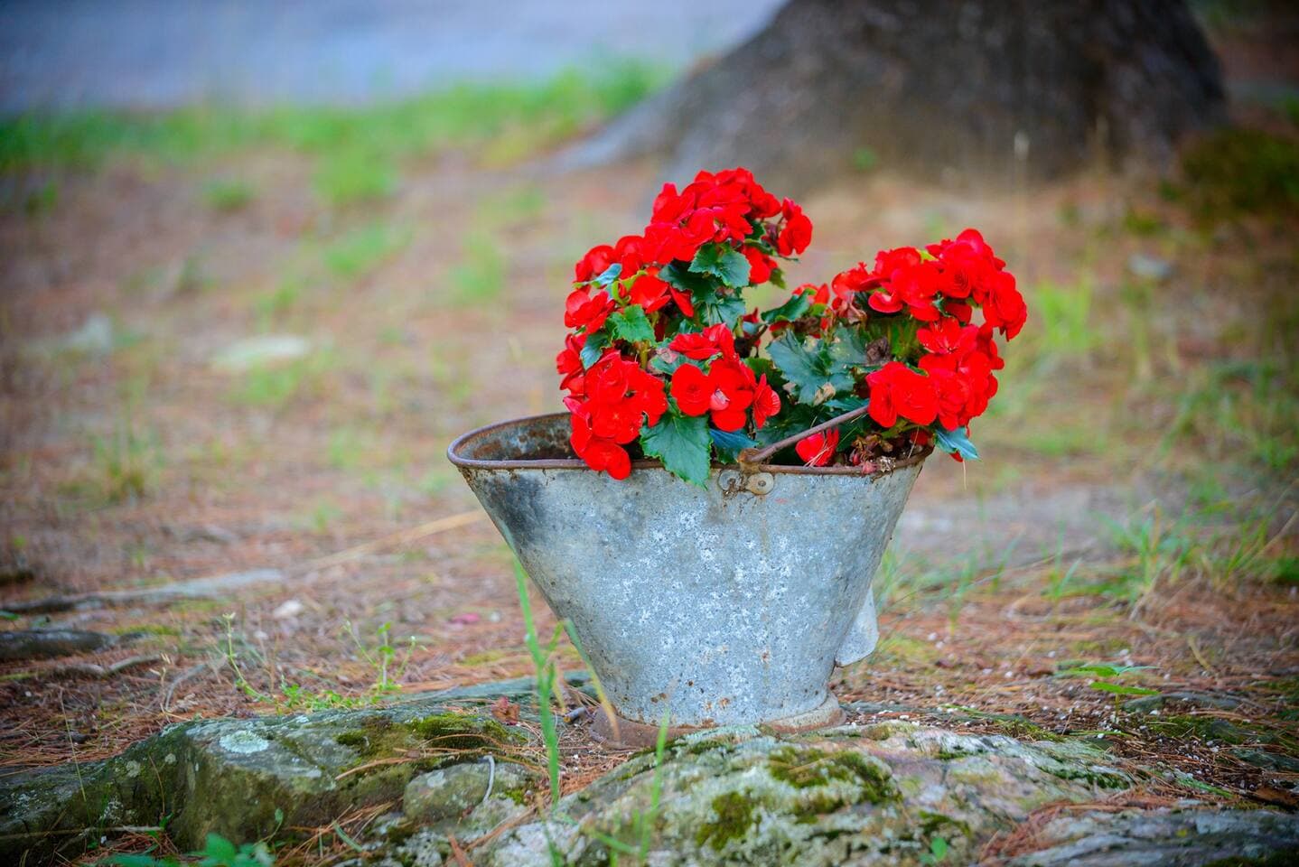 Red flower