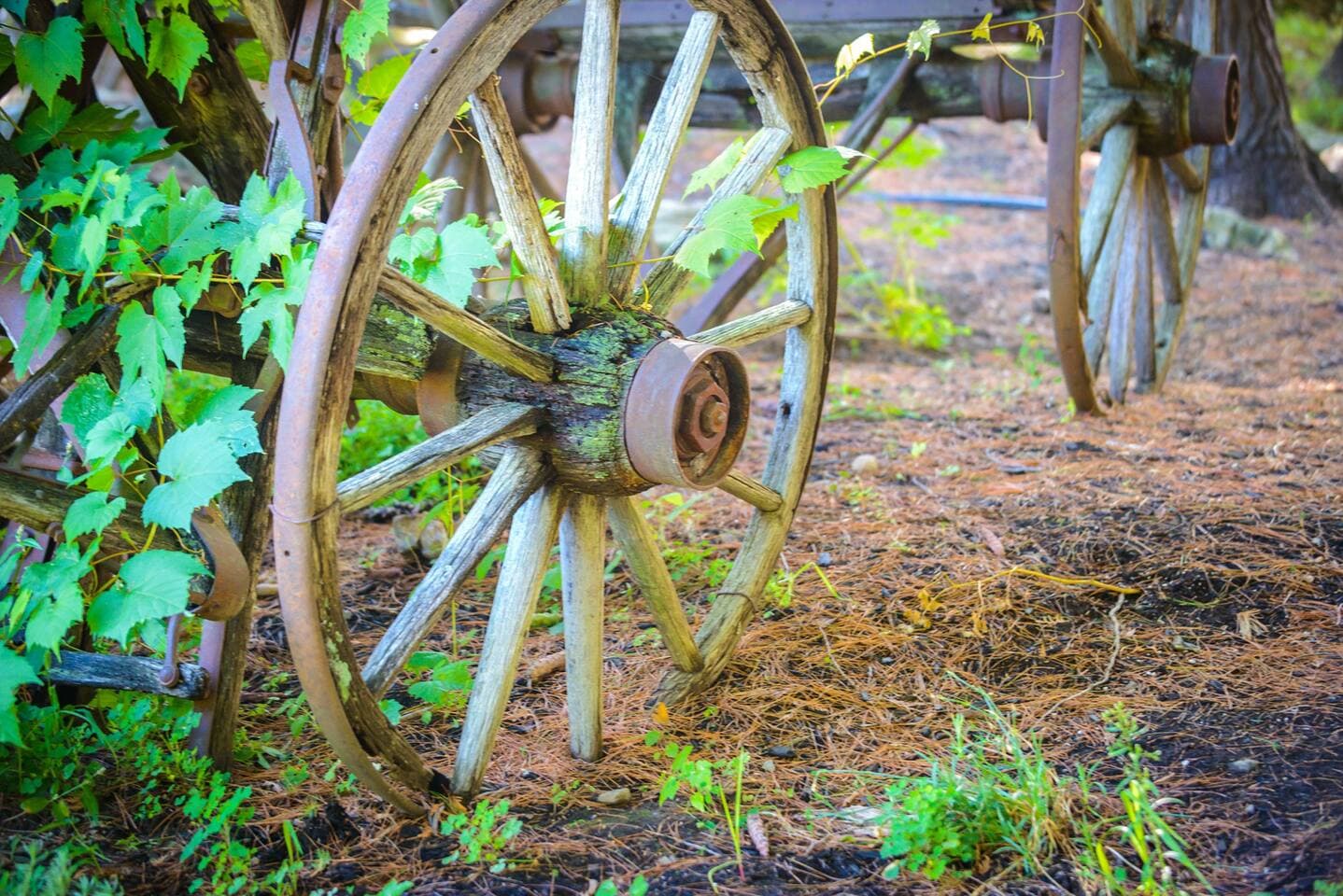 Wheel