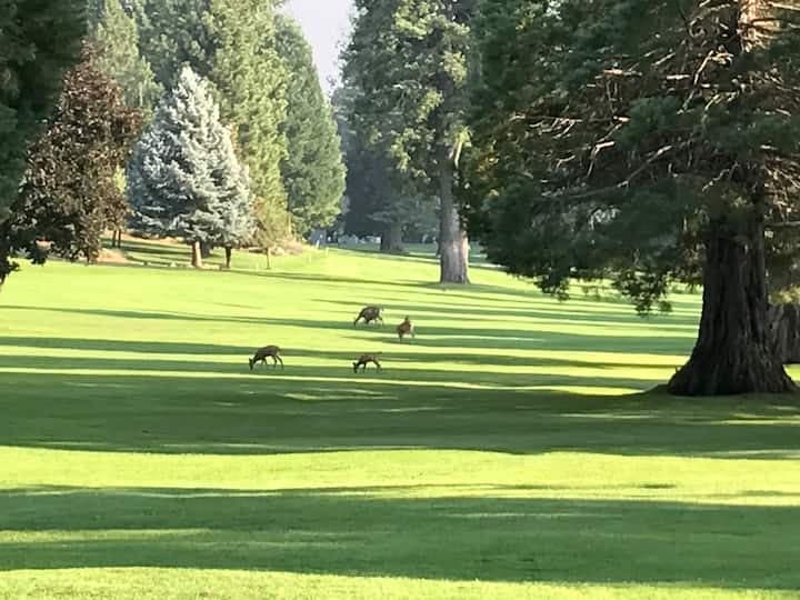 The golf course often has wildlife roaming about.