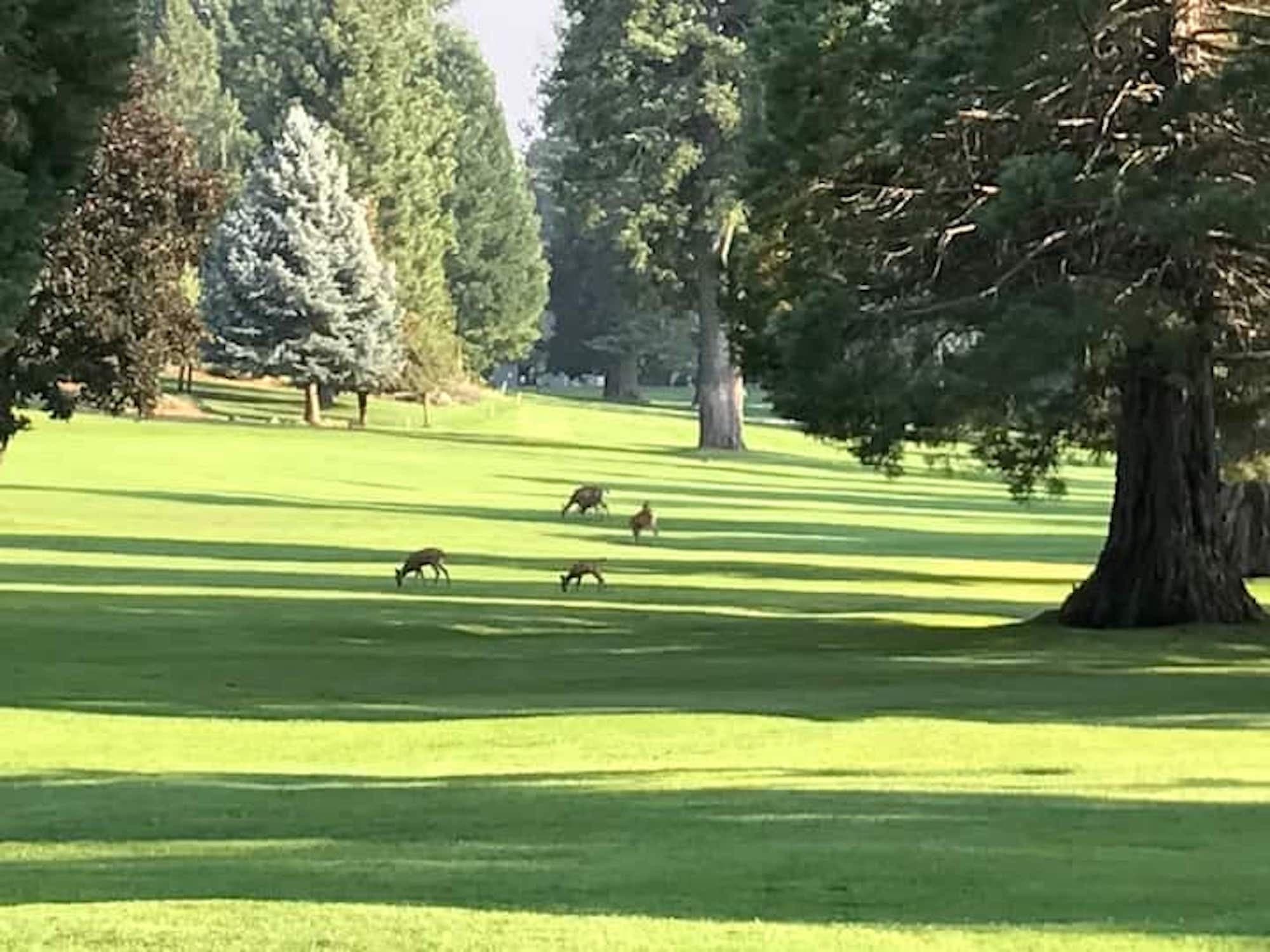 A typical day at Almanor golf course