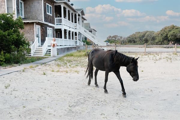 Wild Corolla Horse Visiting The Hemingway — Iconic Outer Banks Wildlife Right at Your Doorstep | 4x4 Beach