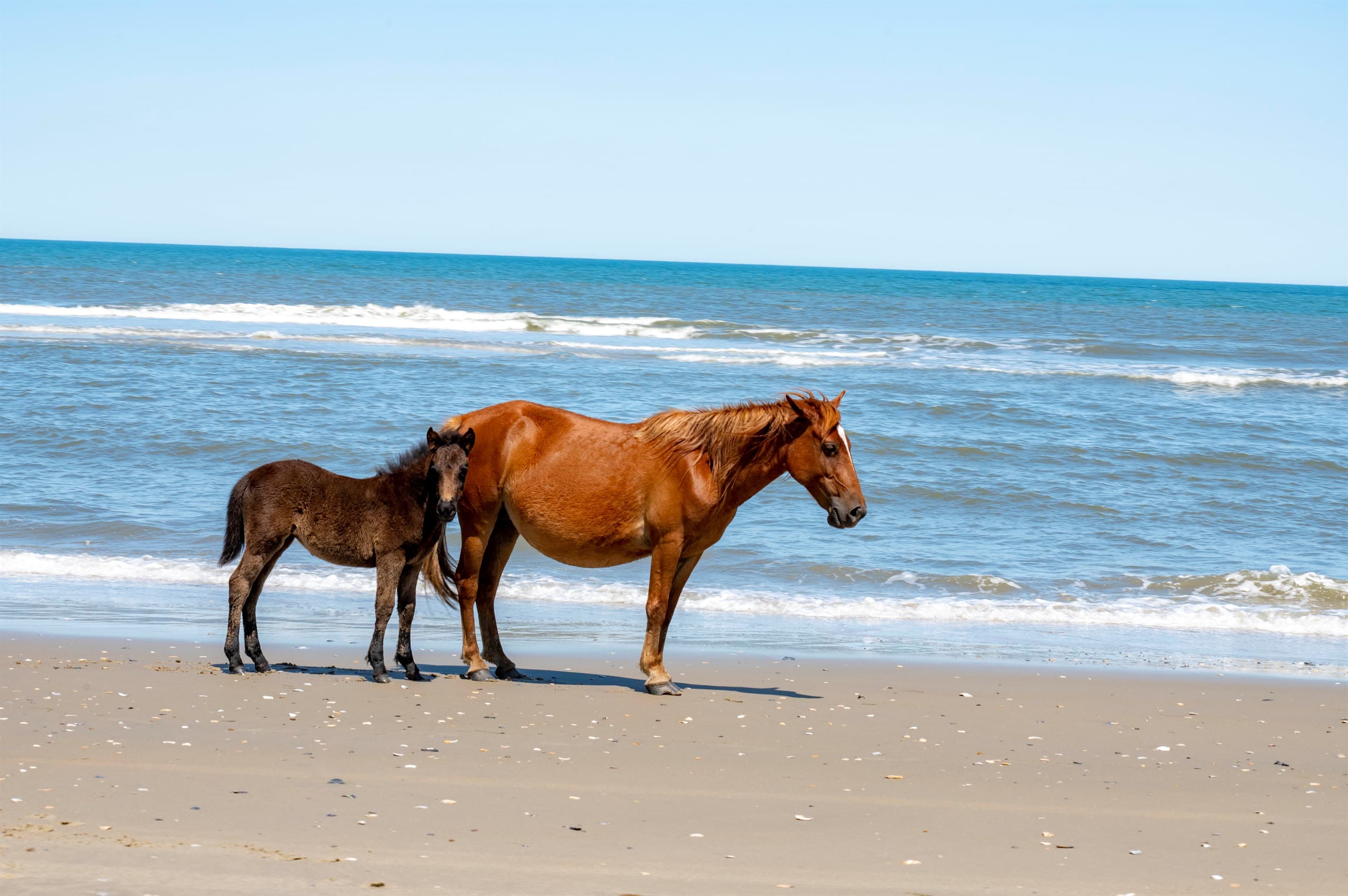 Iconic Corolla wild horses on the pristine Outer Banks shoreline — a legendary encounter steps from The Fitzgerald Estate
